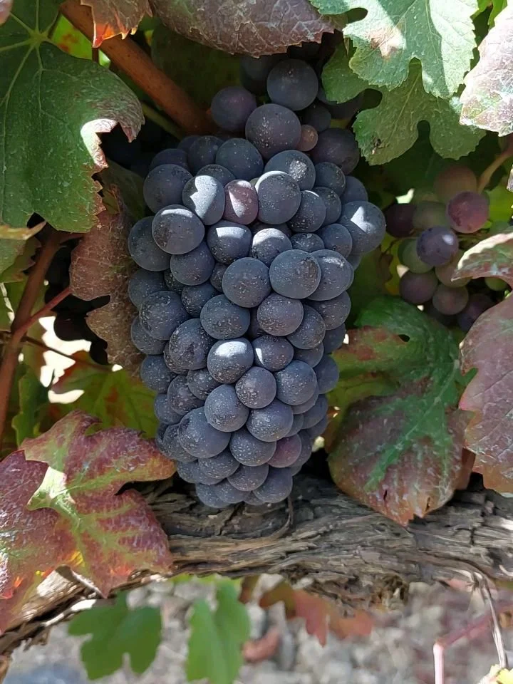 Sure, us wine pros love fancy, smaller-production stuff. Who wouldn't in our position?

But you know what? It's also just as important to show some love for producers, products, and brands doing the heavy lifting toward the value end of the spectrum.