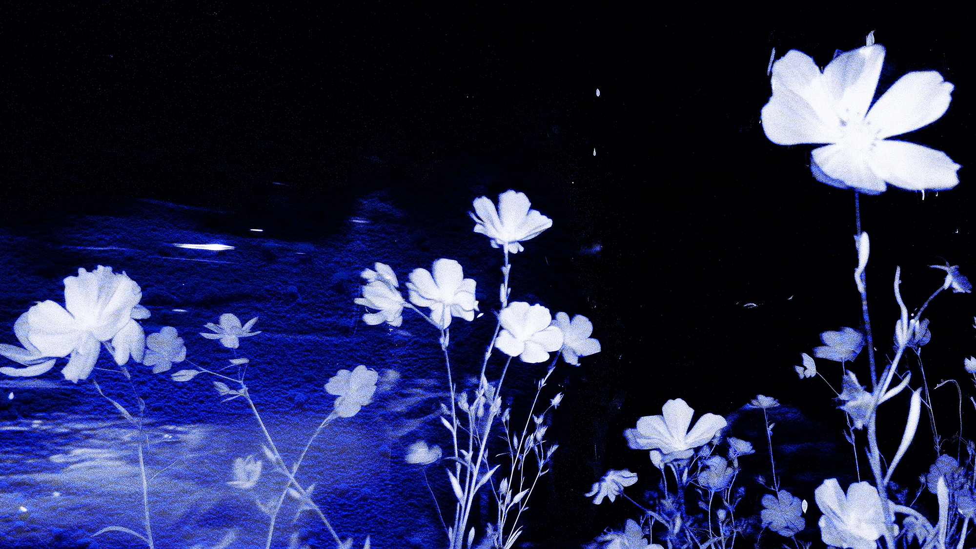 FLOWERS2 copie.png