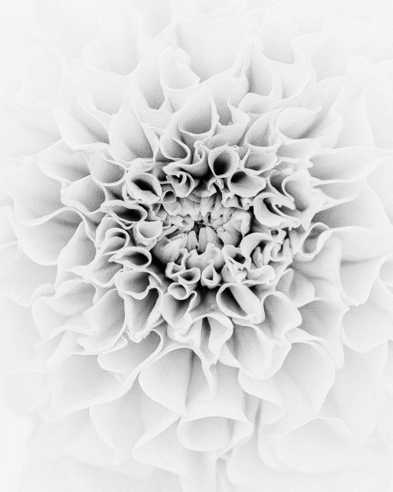 BOTANICAL_22 copie.png