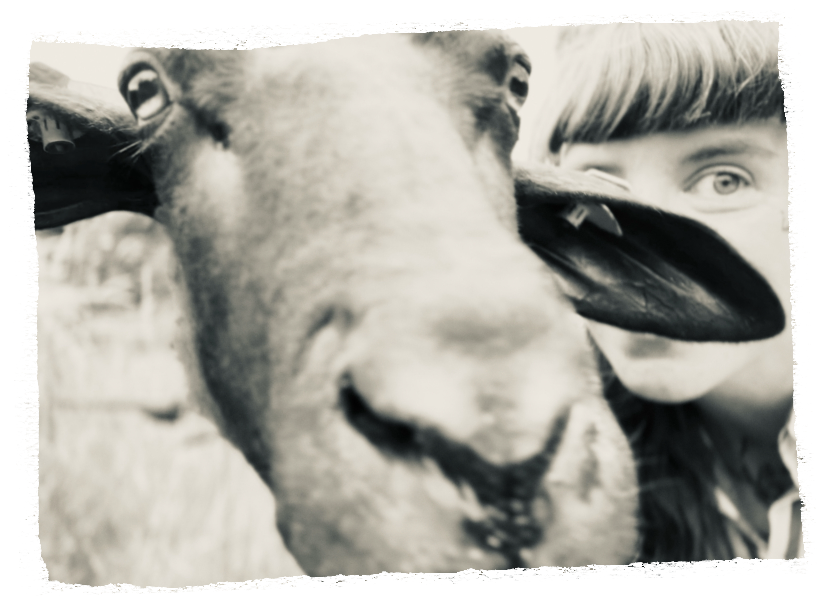 A young person with blond hair peeks behind a sheep, which is close and facing the camera, with its tongue sticking out and large nose in the foreground.