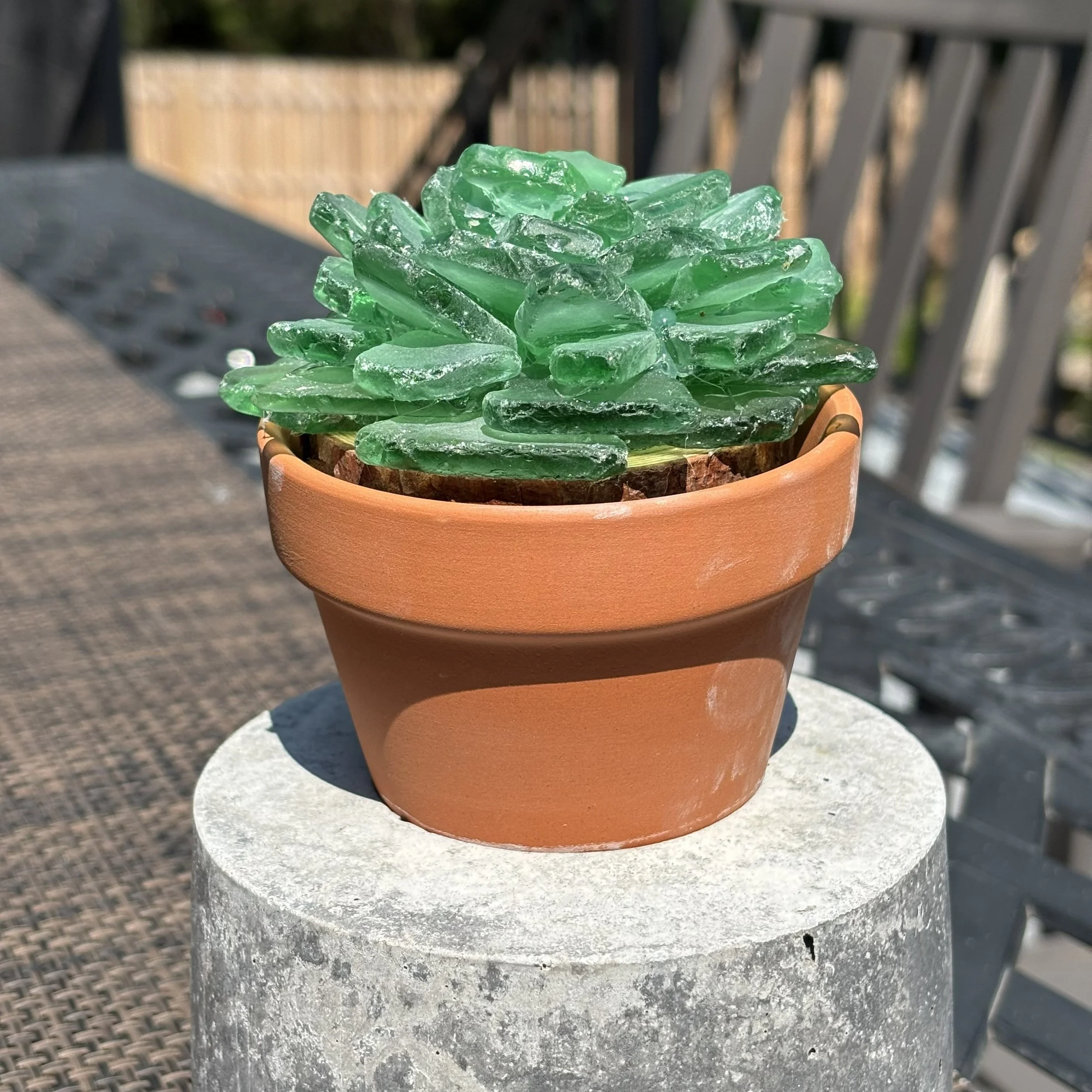 succulent 2.JPG