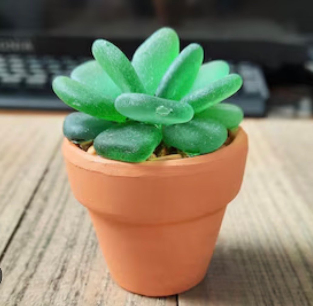 succulent single.jpg