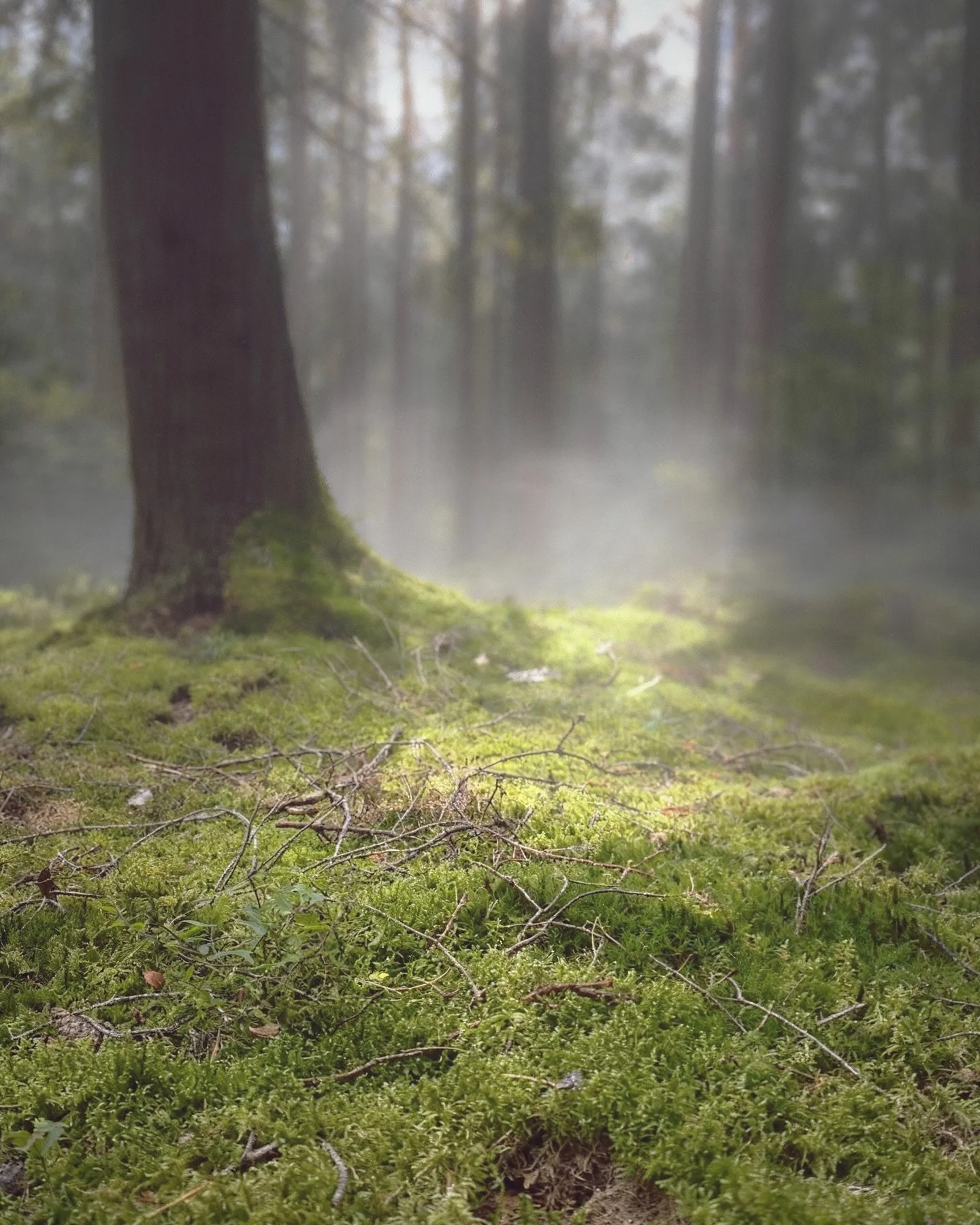 Vi &egrave; un incanto nei boschi senza sentiero. 
Vi &egrave; un&rsquo;estasi sulla spiaggia solitaria. 
Vi &egrave; un asilo dove nessun importuno penetra 
in riva alle acque del mare profondo, 
e vi &egrave; un&rsquo;armonia nel frangersi delle on