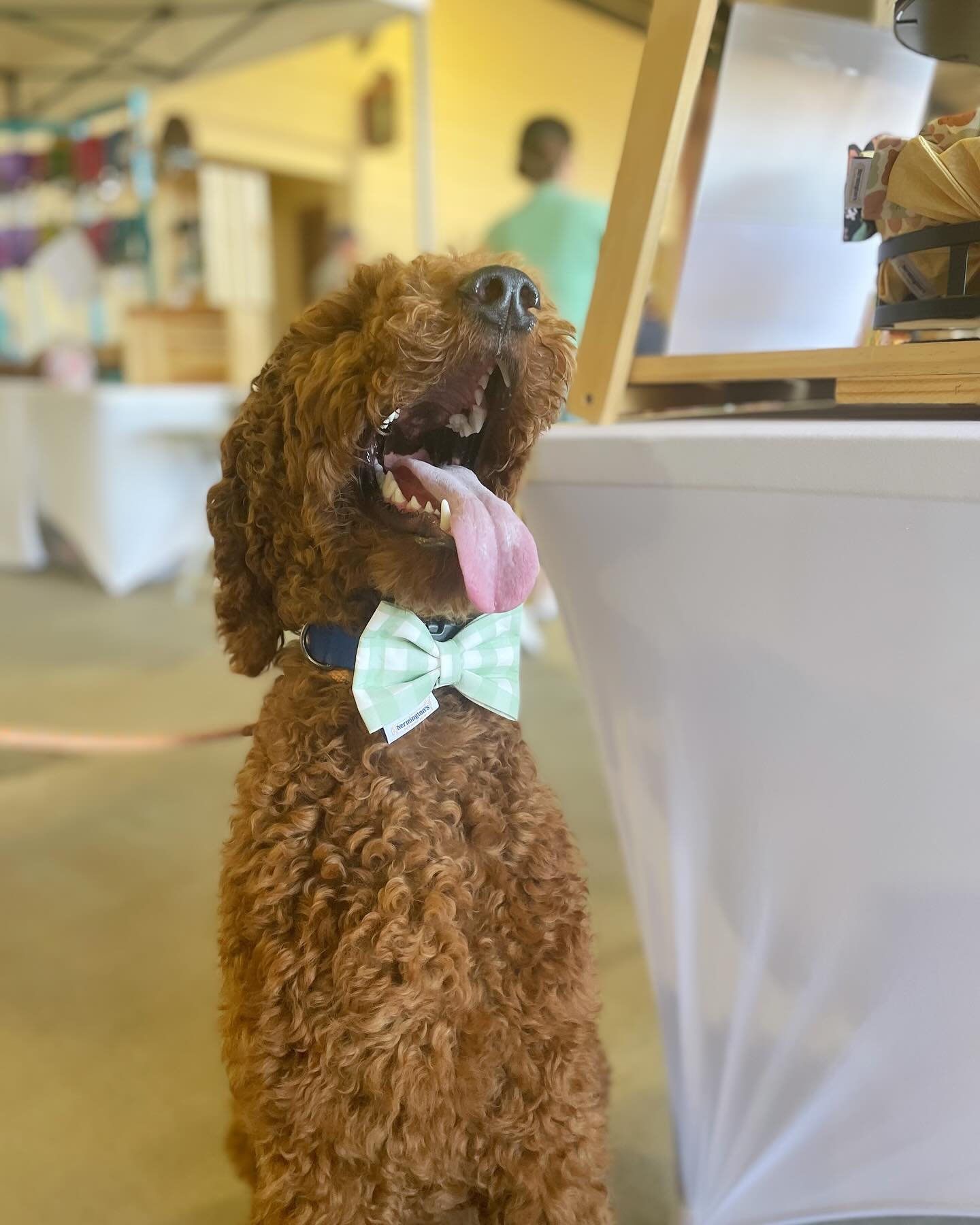 Dogs &amp; baseball are the best days 🐶⚾️

Thank you to @nobledoghotel and @greenvilledrive for a wonderful Bark in the Park day! We had an absolute blast meeting new friends and seeing familiar faces.

How did you spend your weekend?
.
.
.
.
.
#gre