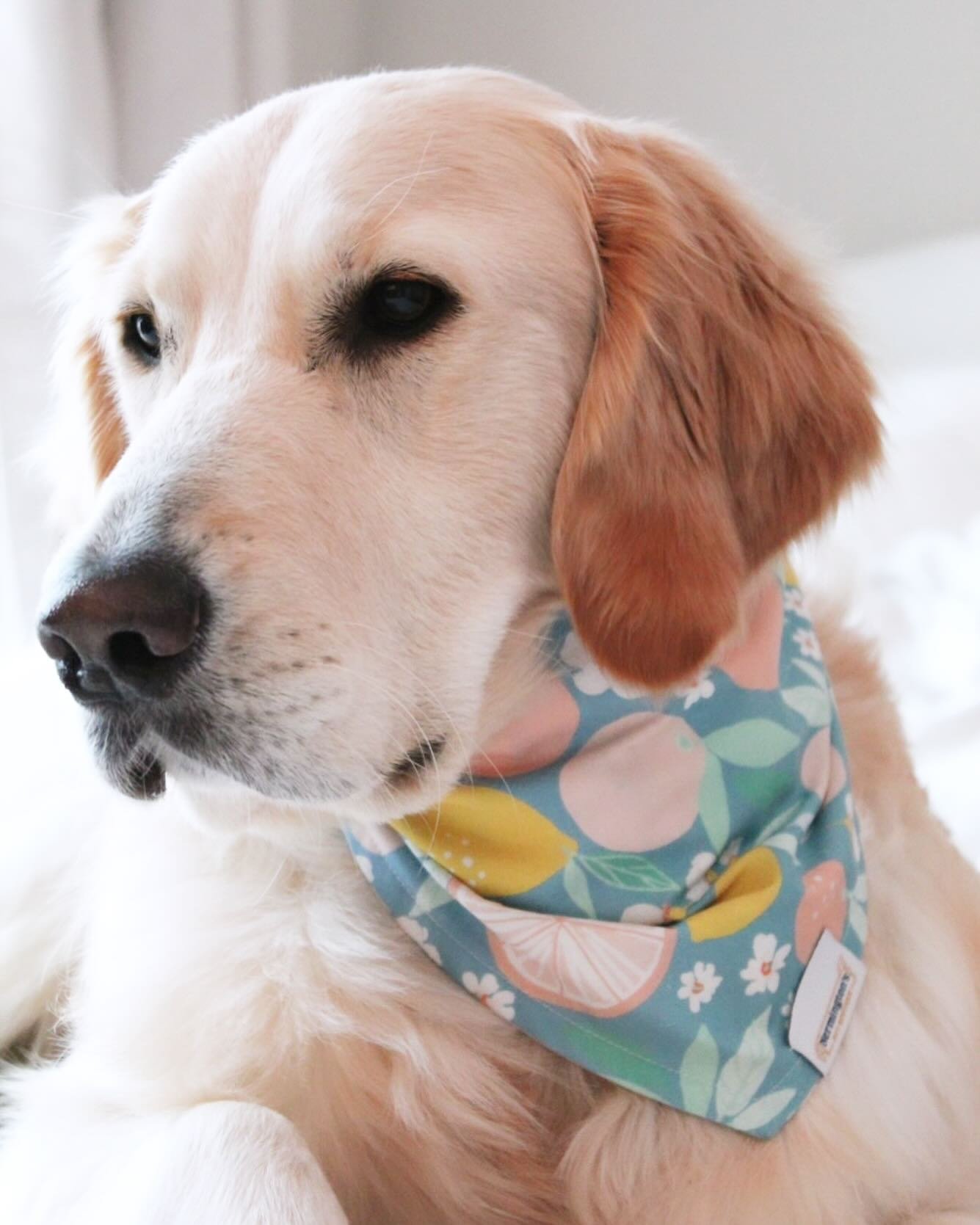 Sandy Paws and Salty Kisses are on the horizon! 😎☀️ Are you ready for summer? Because we can&rsquo;t wait to show off what&rsquo;s been blossoming behind the scenes. 🌺 Oh yes fur-ends! New summer patterns arrived and we can&rsquo;t wait to share th