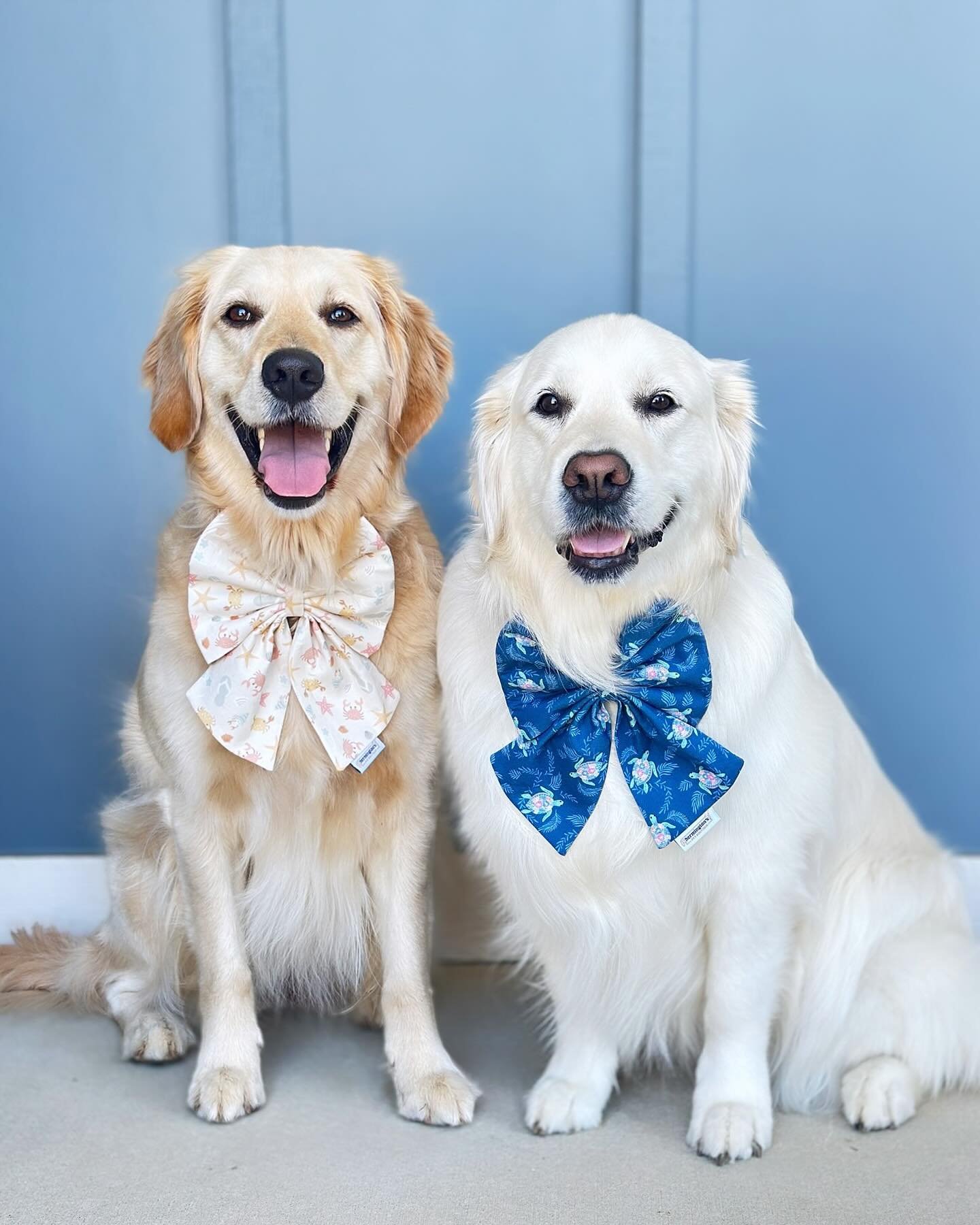 Summer smiles ☀️

Summer collection is available on our website 🏖️

🐶 @gvl_golden_girls is wearing Golden Bows (xl) is Shellabration &amp; Beach Bum.
.
.
.
.
.
.
#dogaccessories #dogbusiness #doggystyles #dogsinbowties #petaccessories #dogsofgreenv
