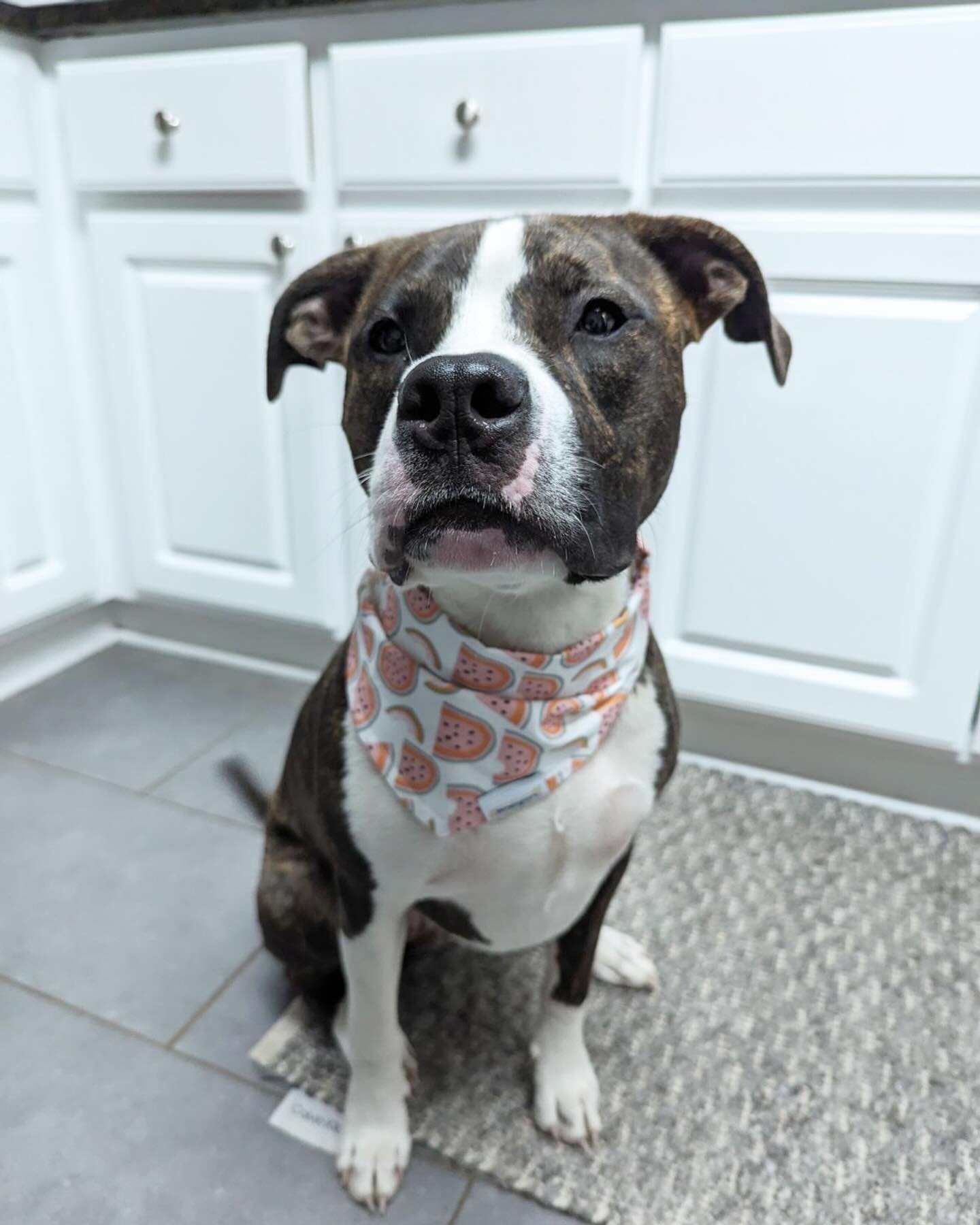 Just so you know, you are One In A Melon! 🍉 
What&rsquo;s your dog&rsquo;s favorite summer treat?

@whitneygirlsc is wearing a large One in a Melon bandana 🐶
.
.
.
.
.
#rescueddogsofinstagram #rescuepup #rescuedog #doggystyles #stylishdog #dogsinba