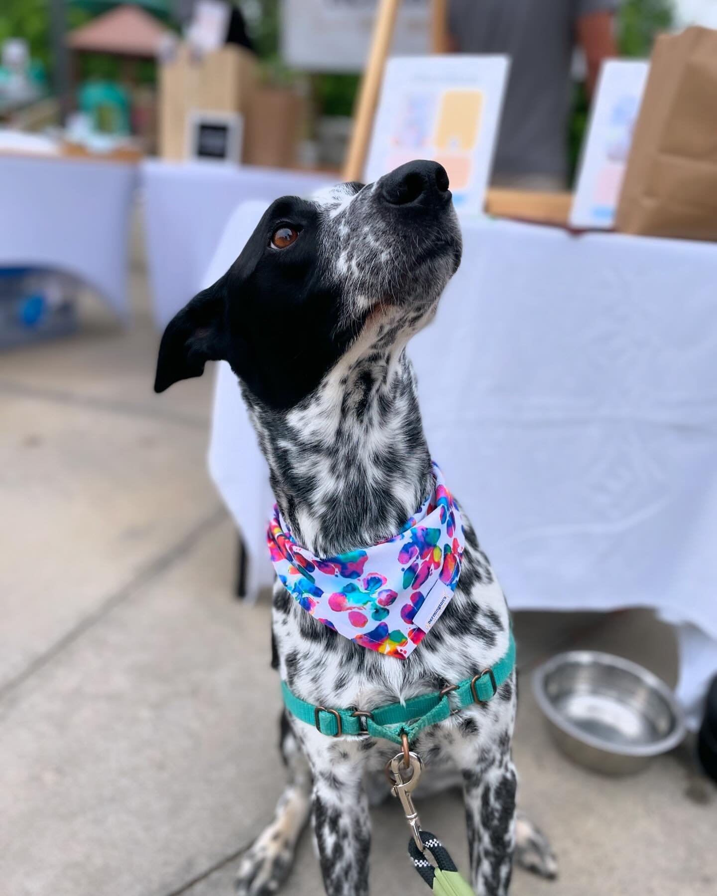 Happy Wednesday puppers! 🐶 who&rsquo;s excited to see our Fourth of July collection?! 🙋&zwj;♀️

Sneak peek coming next week!
.
.
.
.
.
#dogdaysofsummer #dogsinbandanas #stylishdog #dogmomma #dogsofinstagram #gooddogsofgreenville