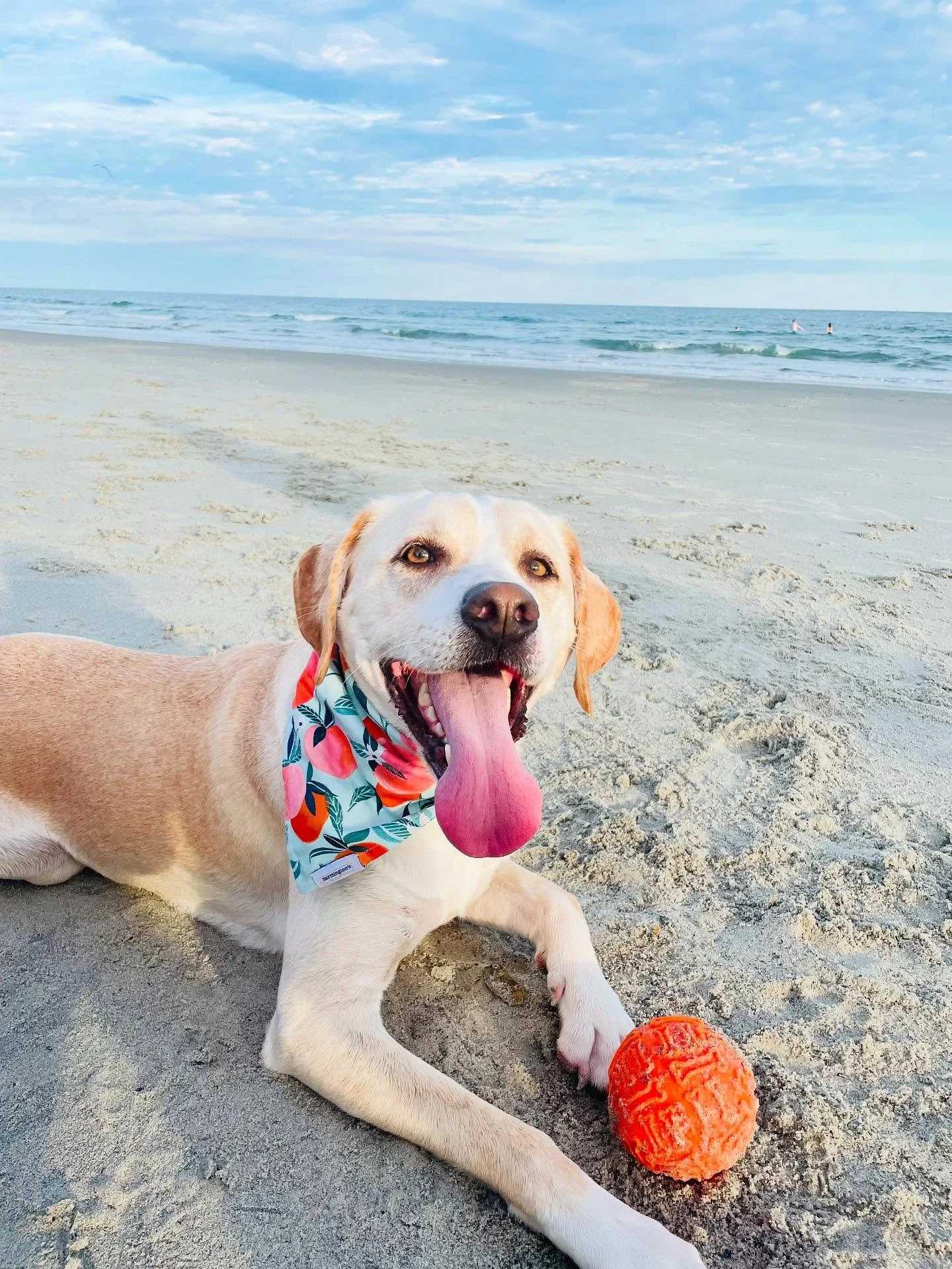 A Throwback Thursday that&rsquo;s a real peach! 🍑 

Remember when it all began? This reversible peach print was one of the first designs when we opened!

Still a cutie! 💖

What fruit is your pup wearing this season?

___
#dogsofinstagram #dogmomsof