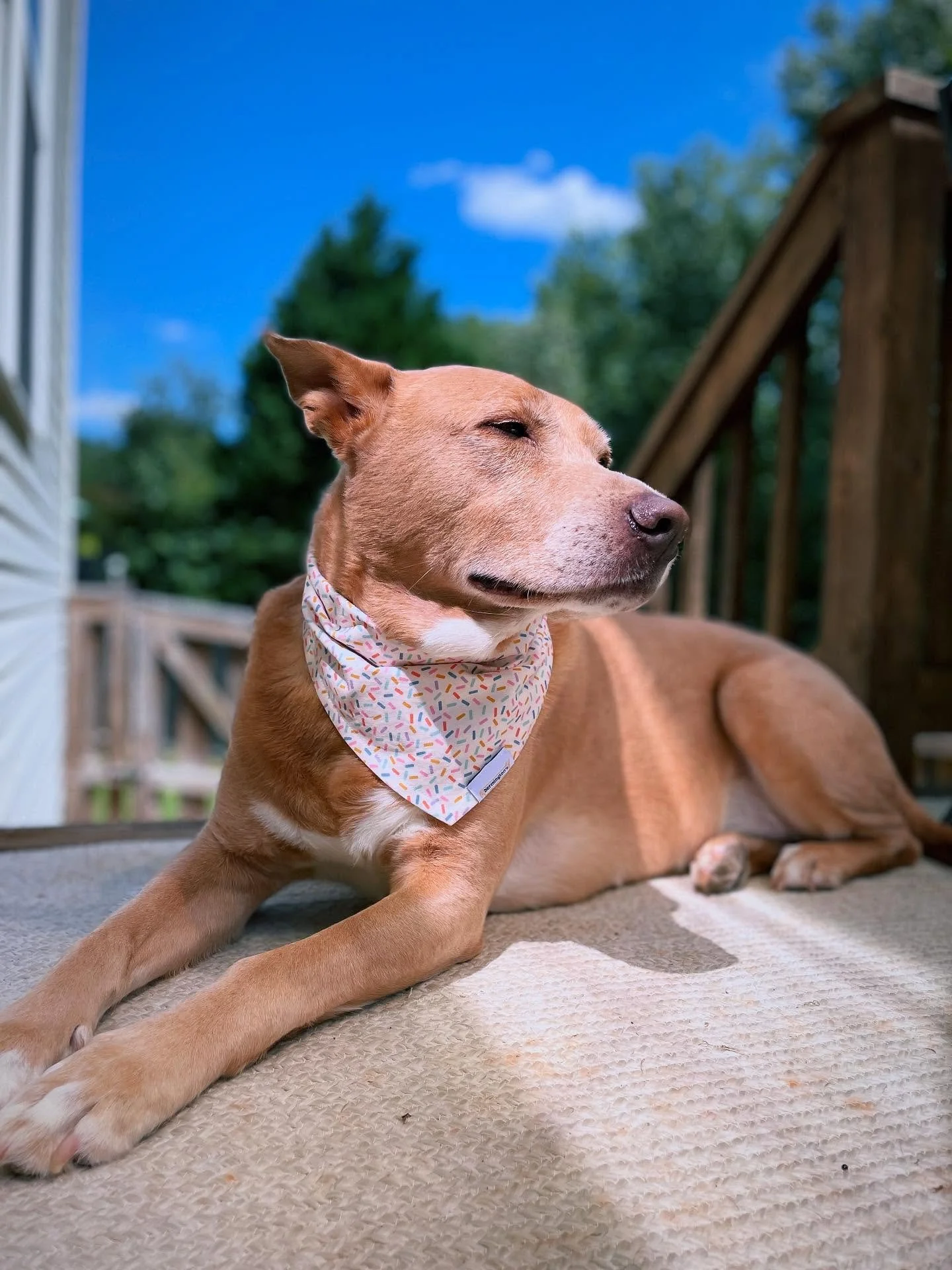Happy Gotcha Day to our Hank! 7 years with you has been truly amazing. From moving to vacations, to bringing home a brother, and everything in between to being featured in @bringfido, we are honored that we get to spend forever with you.

🩷 
Hank wa