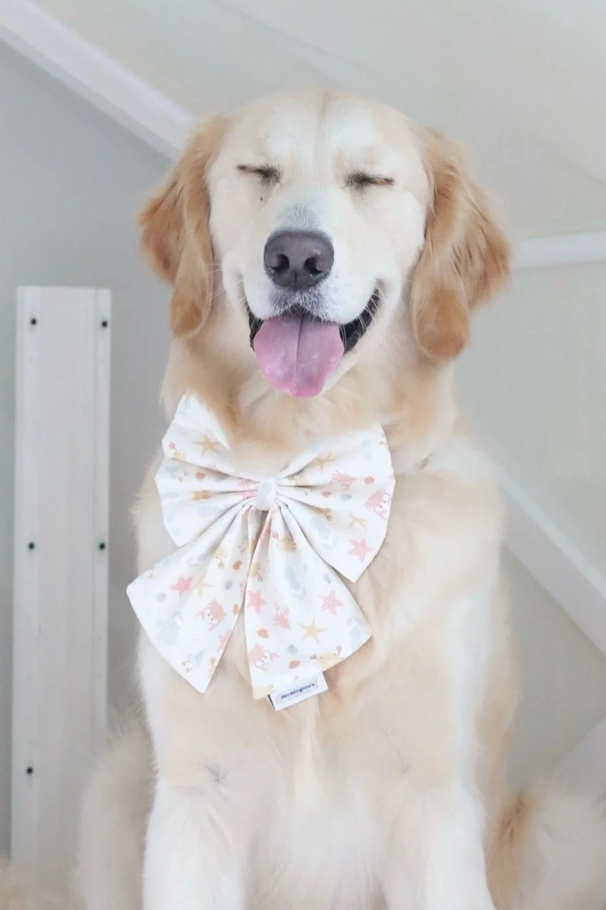 Beach Bum_dog in bow_Aurora_.jpg