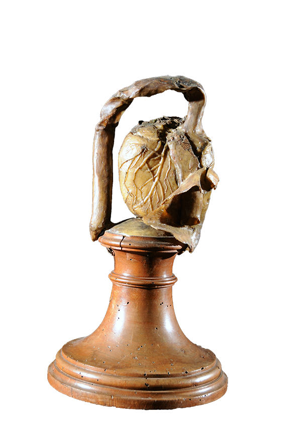 Cuore. Courtesy of Alma Mater Studiorum – University of Bologna – University Museum Network – Museum of Palazzo Poggi. Photo: Fulvio Simoni