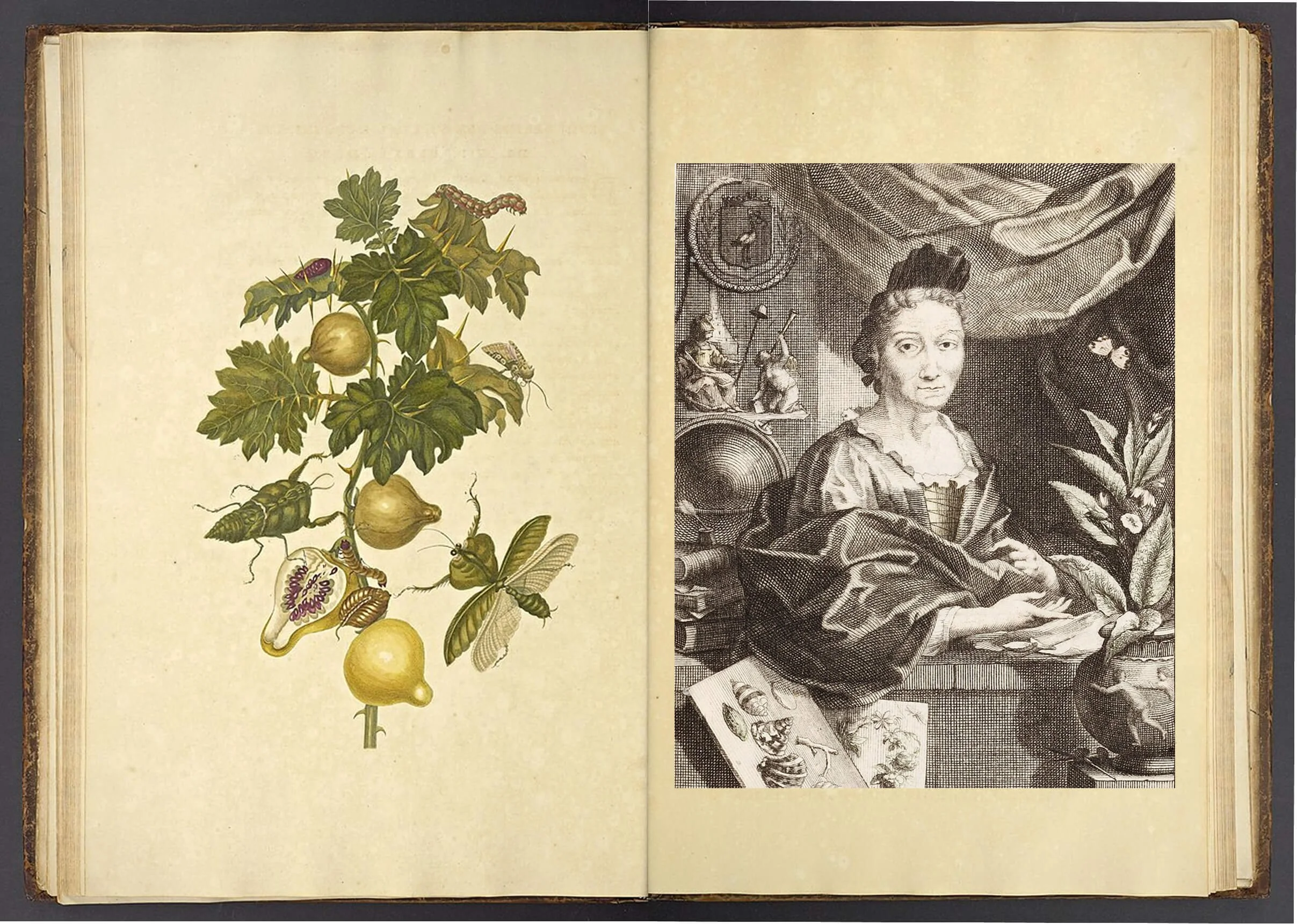 Image 1: Musa paradisiaca, Plate XXVII, Maria Sibylla Merian, 1705.Image 1: Musa paradisiaca, Plate XXVII, Maria Sibylla Merian, 1705. Image 2: Portrait of Maria Sibylla Merian, Jacob Houbraken after Georg Gsell, 1708–1780.
