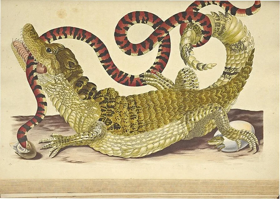 On the Propagation and Wonderful Transformations of Surinamese Insects, Maria Sibylla Merian, Caspar Commelin et al. Public domain.