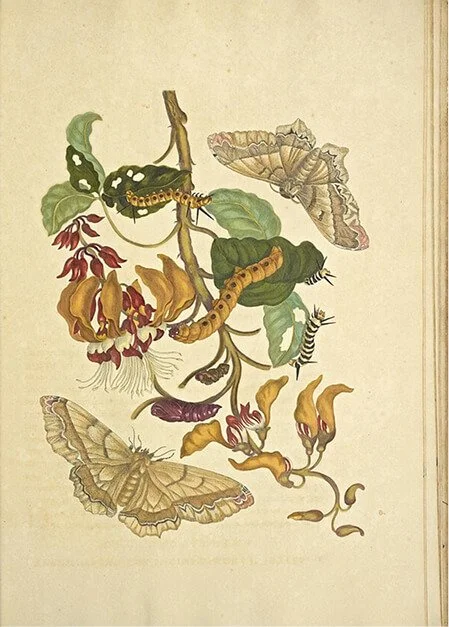 Image 4: On the Propagation and Wonderful Transformations of Surinamese Insects, Maria Sibylla Merian, Caspar Commelin et al. Public domain.