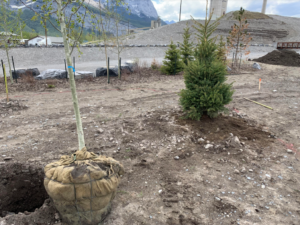 Tree planting in Exshaw begins