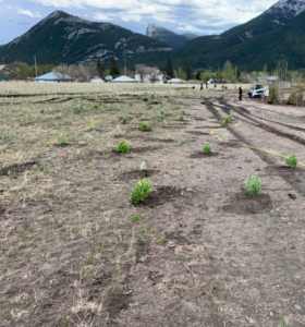 Tree planting Exshaw.png