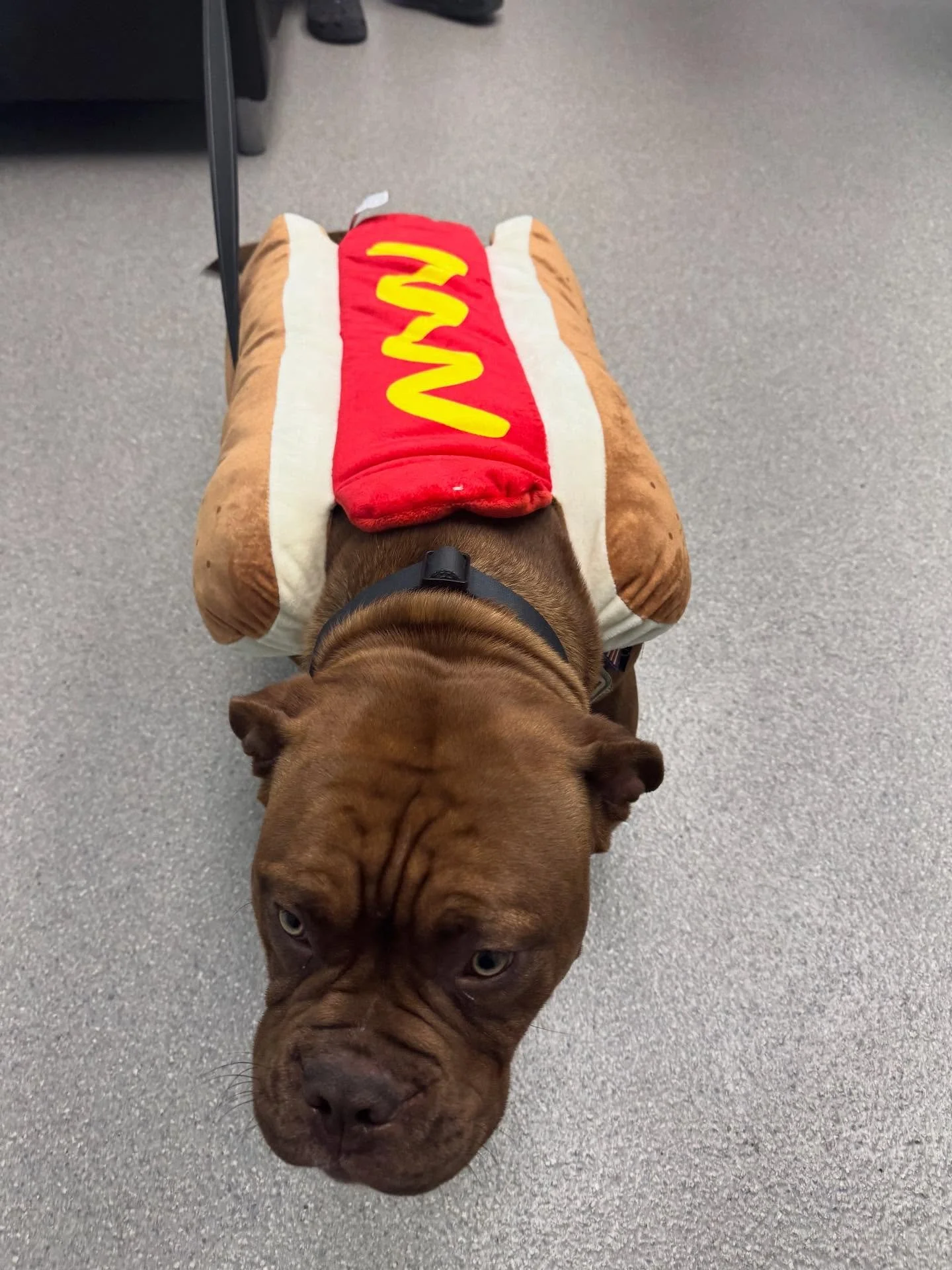 🎃 Trick or Treat? More like Treat-SAFE for your pet! 👻
Keep candy, wrappers, and glow sticks far from curious paws, and make sure costumes don&rsquo;t restrict movement or vision.
With all the spooky visitors and constant doorbell rings, keep doors