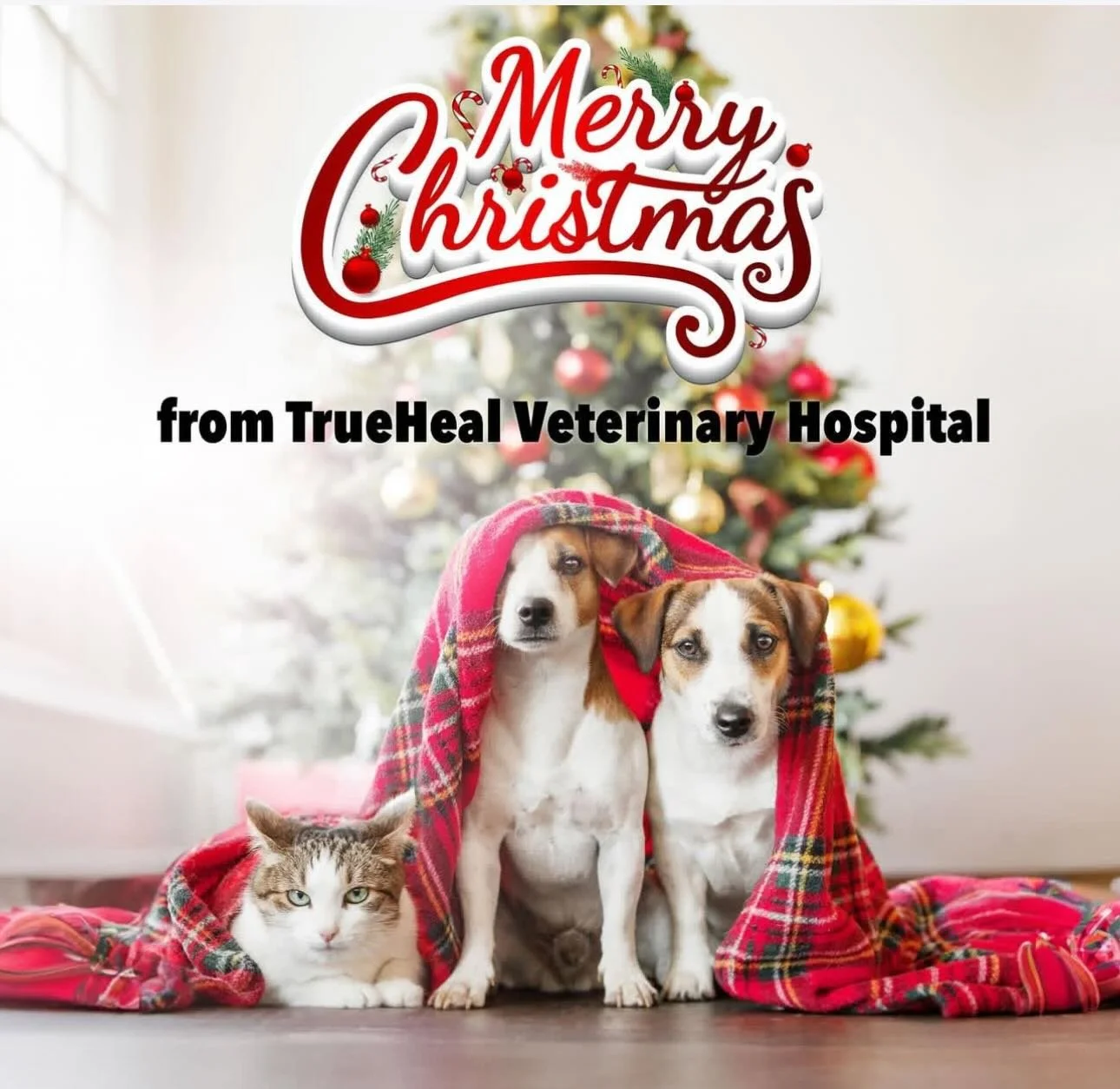 Merry Christmas from all of us at TrueHeal Animal Hospital! May this season bring all of us joy, happiness and peace!🎄🤶🎄#cristmastime🎄🎁☃️🎅 #animalhospital #livoniamichigan #holidayseason #holidaywithpets
