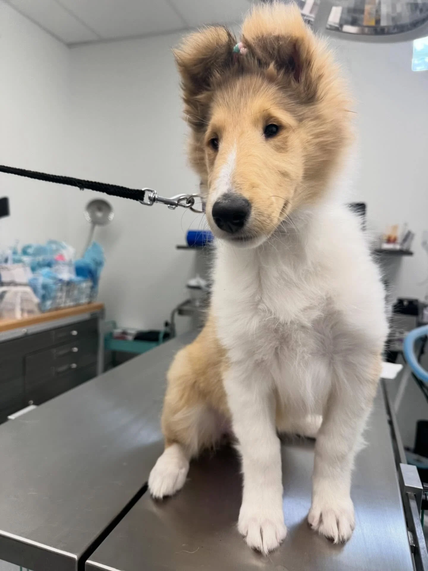 These little noses, big ears, and even bigger hearts are ready to steal the show.
#ColliePuppies #PuppyLove #FluffyBabies #dogstagram #livoniaveterinaryhospital