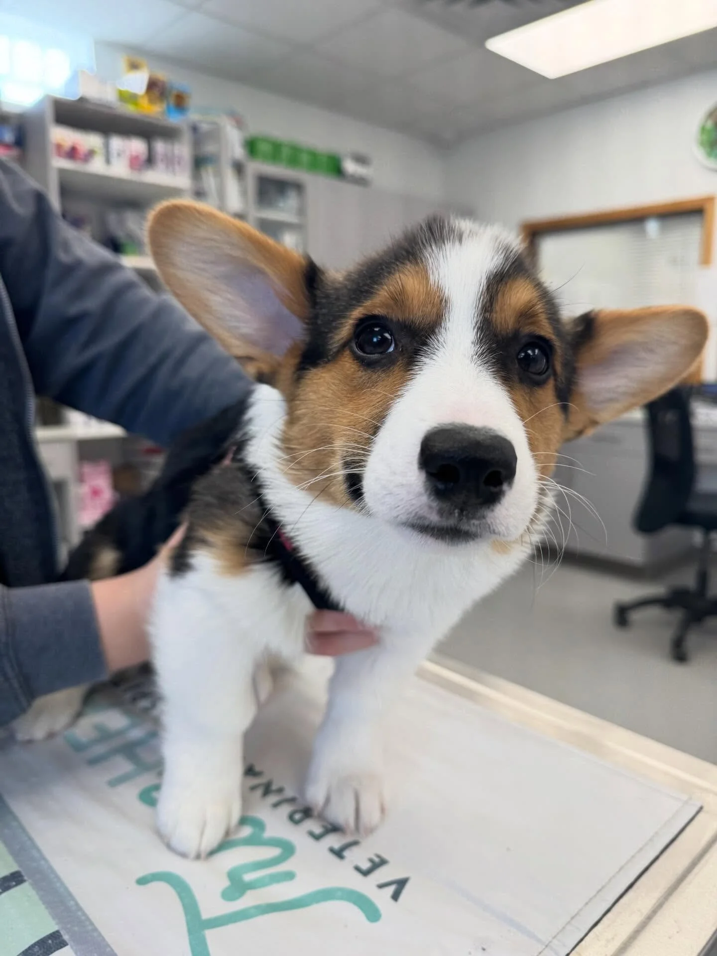 It&rsquo;s a Corgi Day🐾🐾🐾 #corgipuppies #corgidog #livoniaveterinaryhospital #livoniamichigan #corgisofinstagram