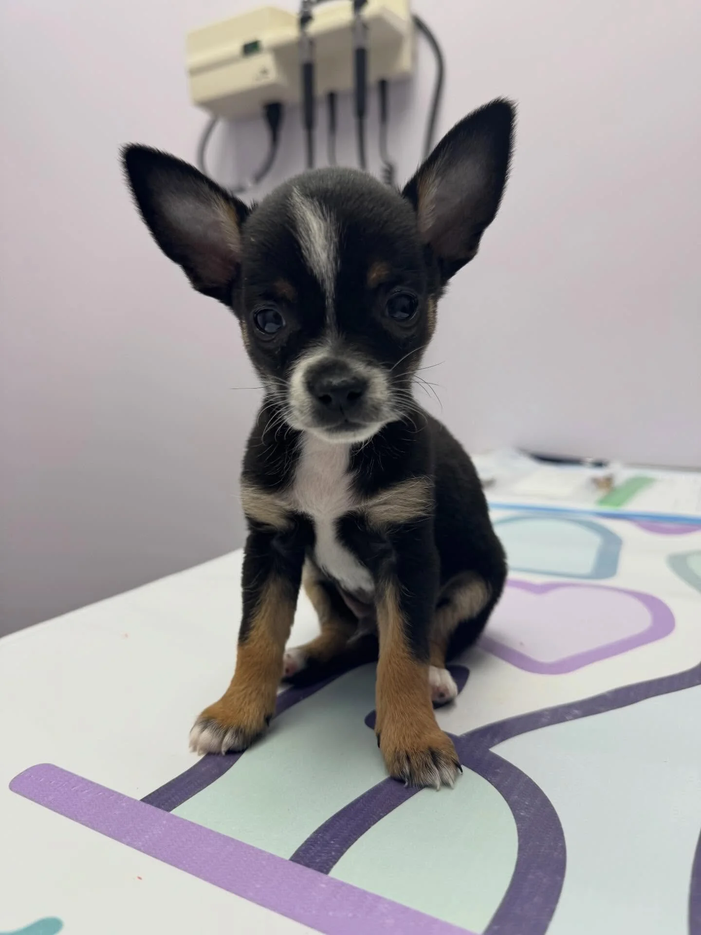 His name is Biggie🐾🐾#chiuahualove❤️ #chiuahuasofinstagram #veterinaryhospital #livoniaveterinaryhospital #livoniamichigan