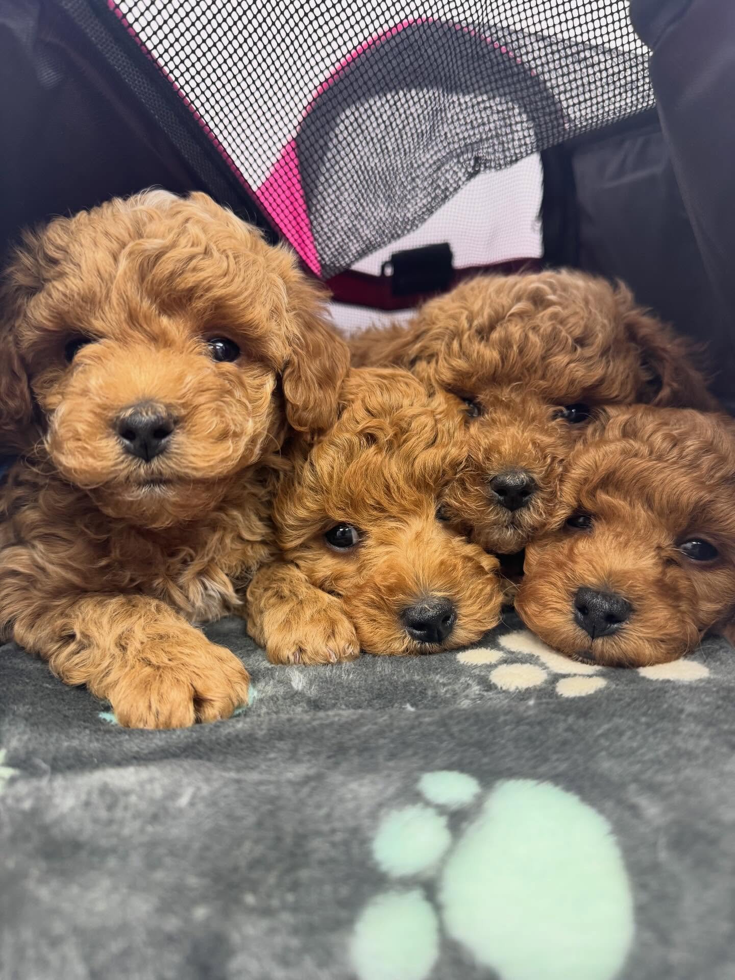 Fluffy hair , don&rsquo;t care🐾🐾 #pudlepuppies #puppiesofinstagram #livoniaveterinaryhospital #livoniamichigan #livoniaveterinarian