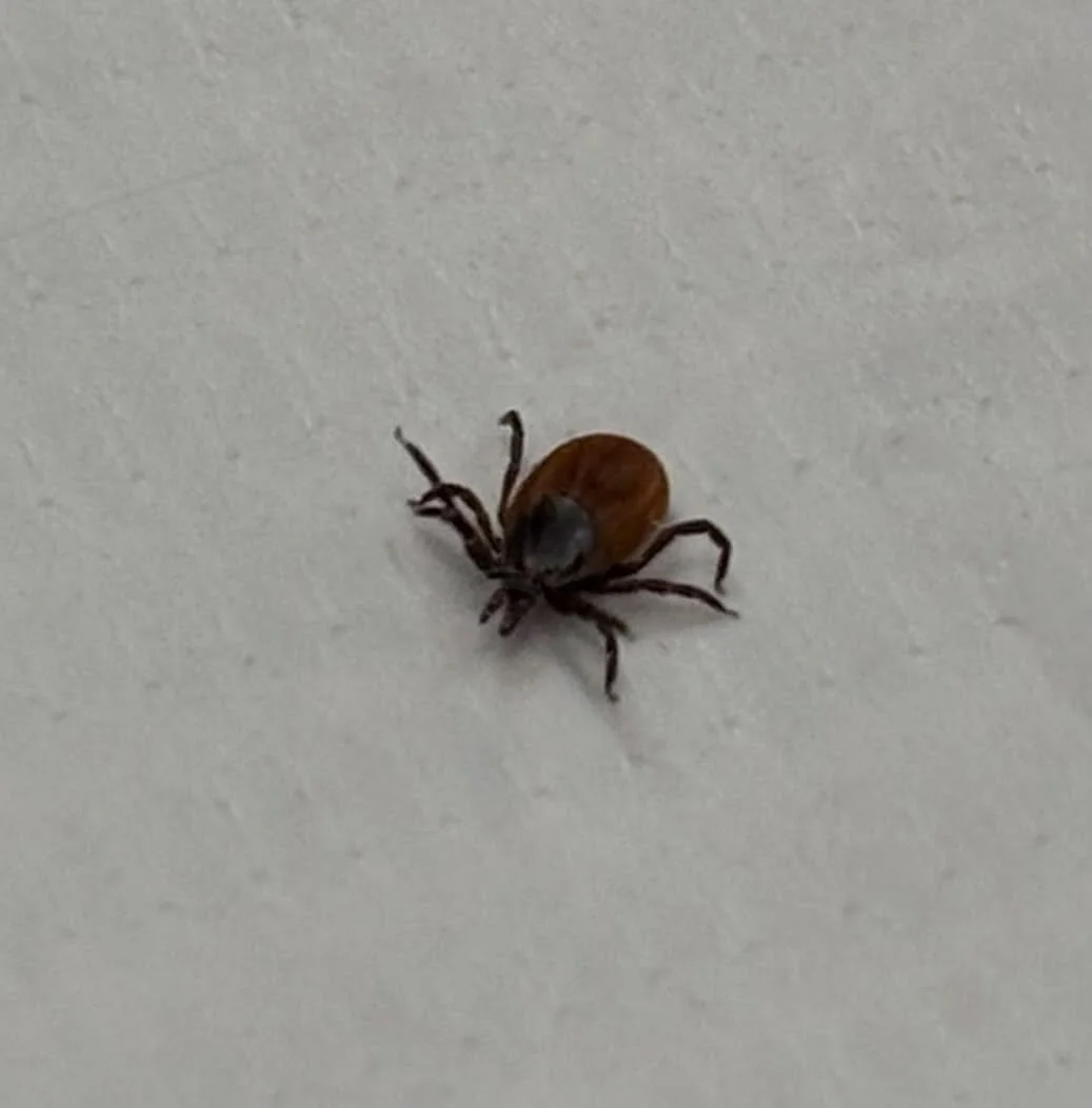 Tick season has officially started!

If you&rsquo;re seeing more walks, hikes, and outdoor adventures, ticks are enjoying it too.

Make sure your pet is protected with reliable flea &amp; tick prevention.

Not sure what&rsquo;s best for your pet?
We&