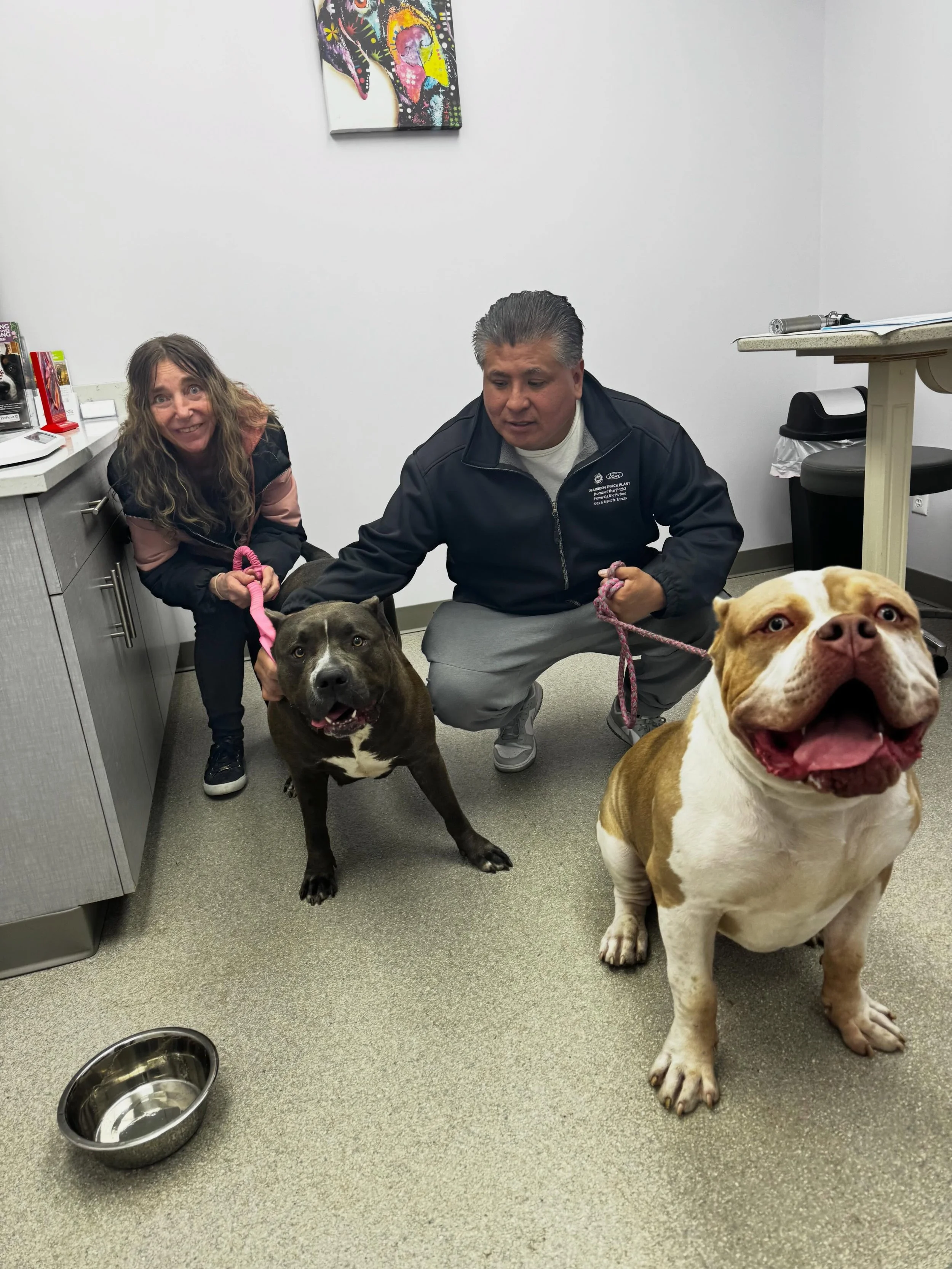 Double the muscle. Double the love. 🐾 #truehealveterinaryhospital #livoniamichigan #americanbullie #dogs #doglover
