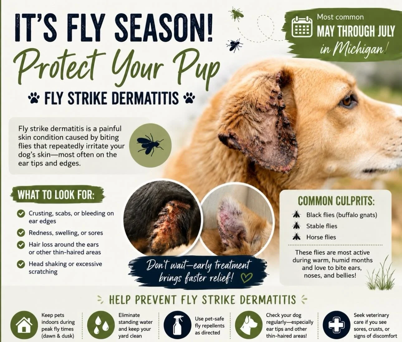 🐾 It&rsquo;s Fly Season in Michigan! 🪰

Did you know biting flies can cause painful skin irritation in dogs and cats during the spring and summer months &mdash; especially from May through July?

Fly strike dermatitis commonly affects:
&bull; Ear t