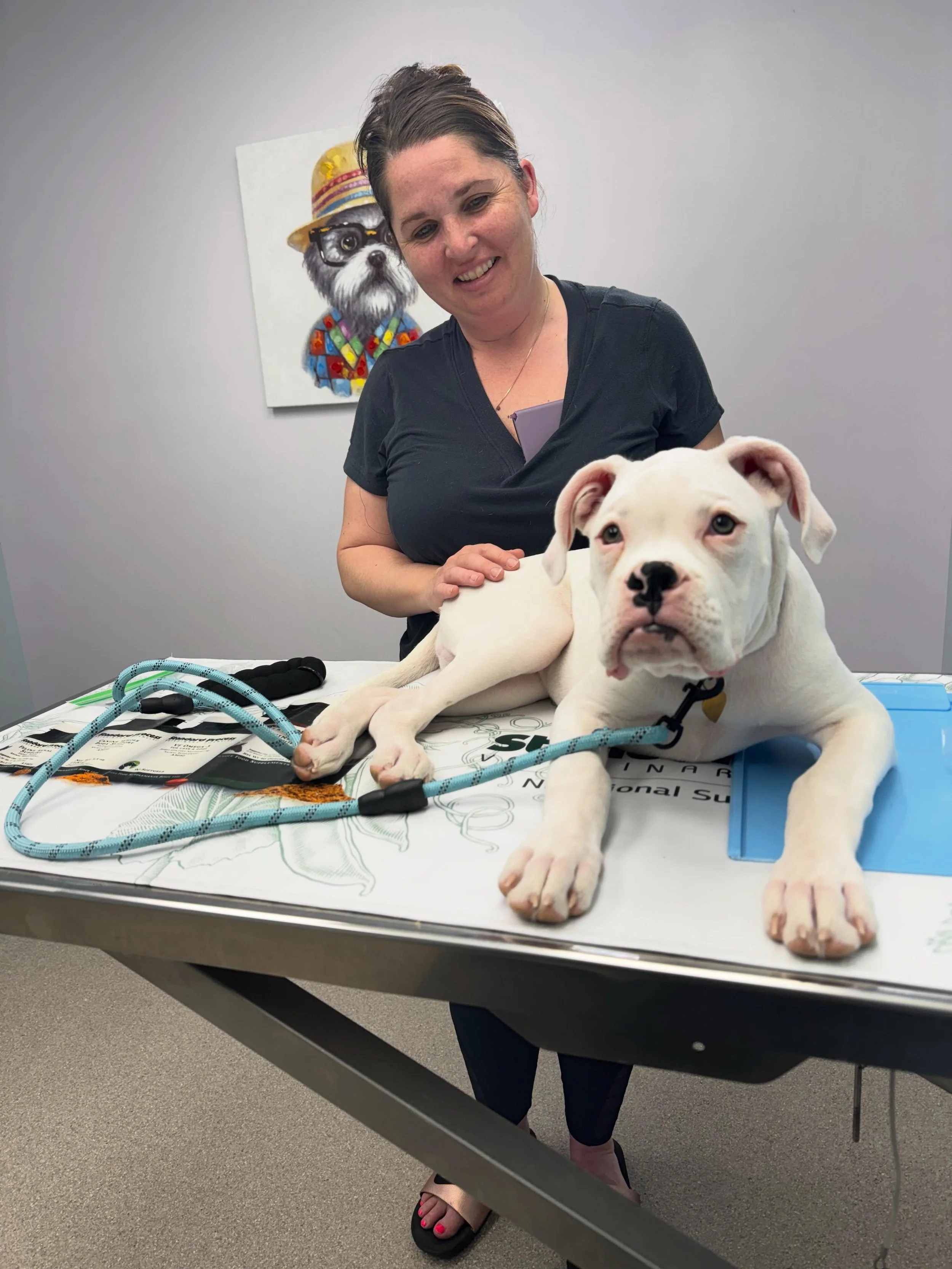Meet this handsome little Boxer who stopped by for some puppy TLC today! ❤️

Those big paws, curious eyes, and sweet puppy kisses remind us why we love what we do. Early veterinary care is one of the most important steps in helping puppies grow into 