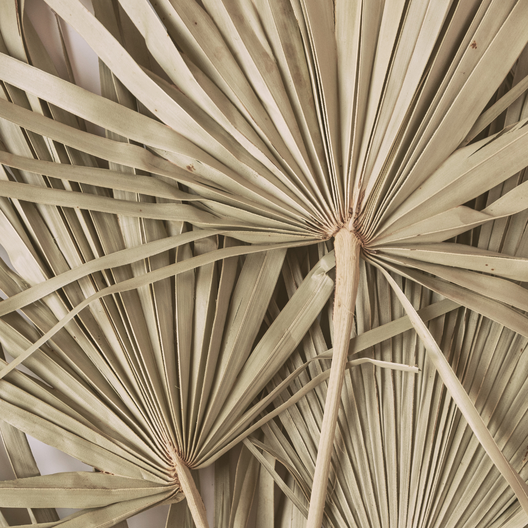 Close-up of dried palm leaves with fan-like structures arranged in a pattern.