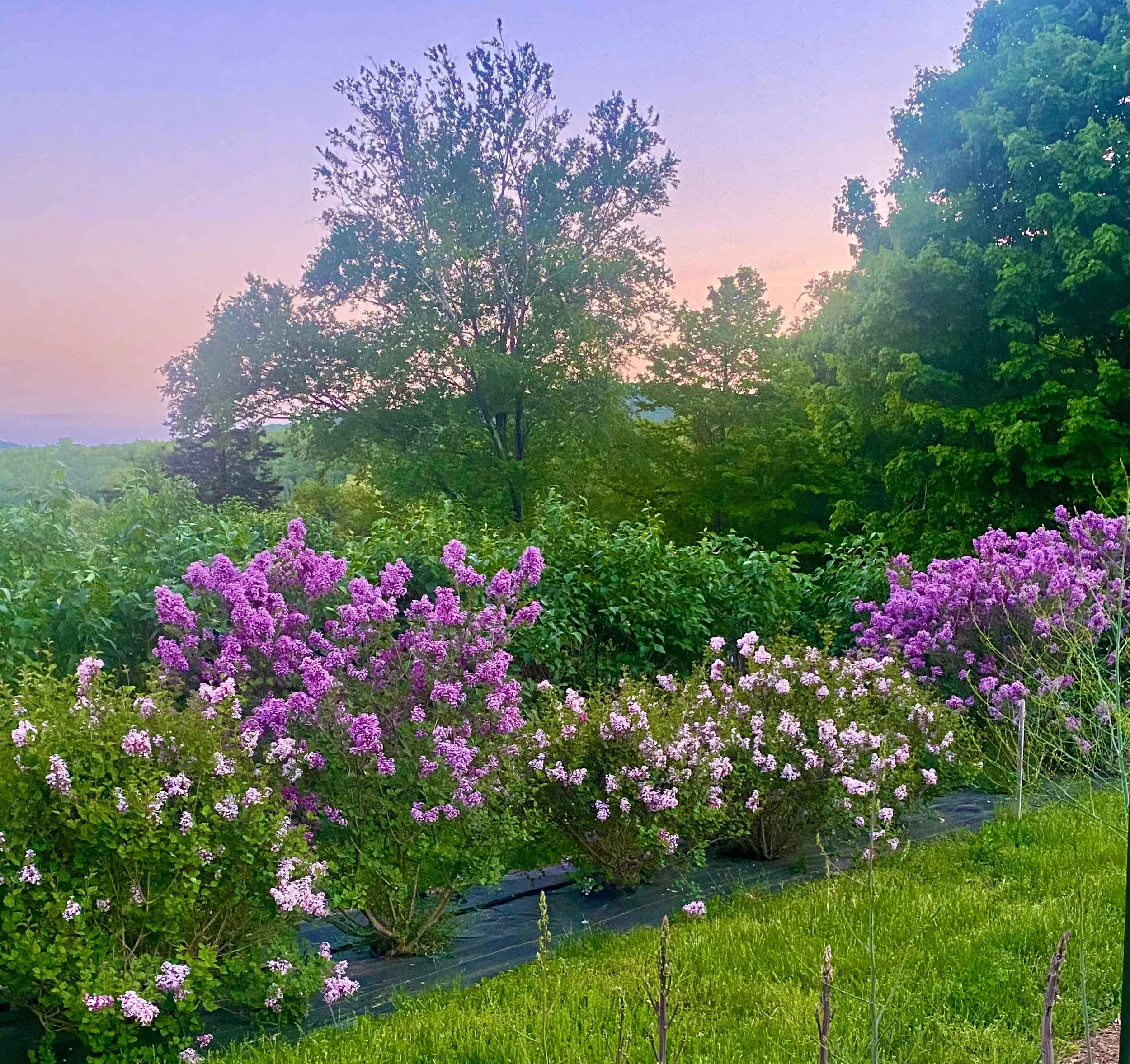 spring_gallery_5.jpg