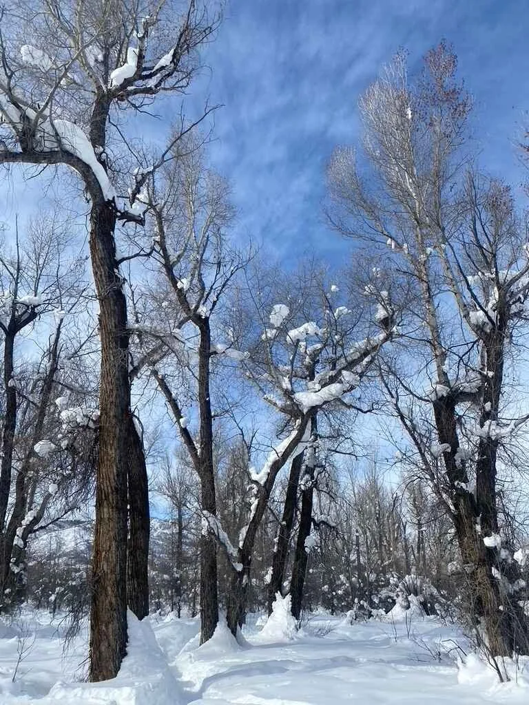 winter gallery 7.jpeg