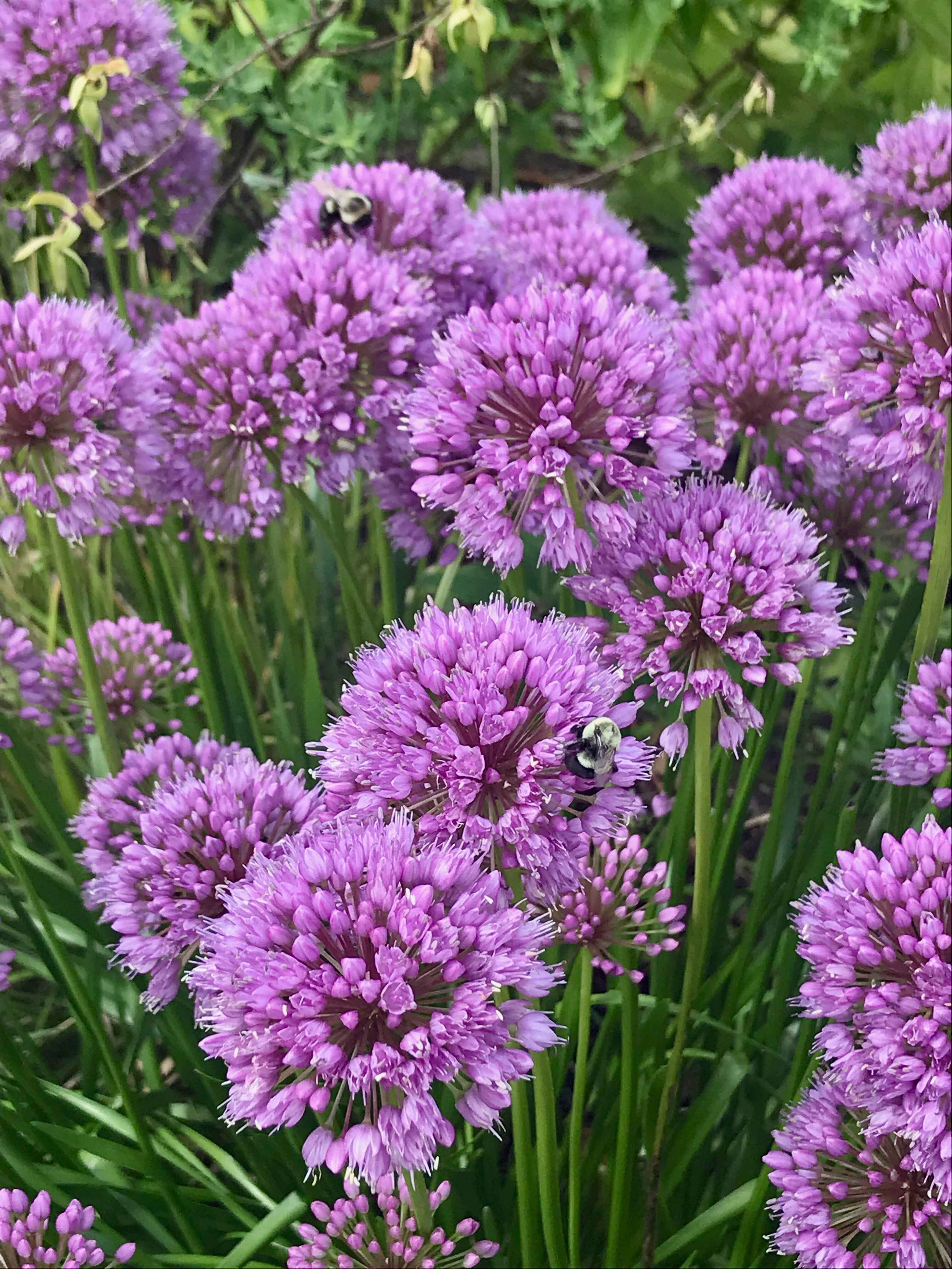 Spring gallery 8.jpeg