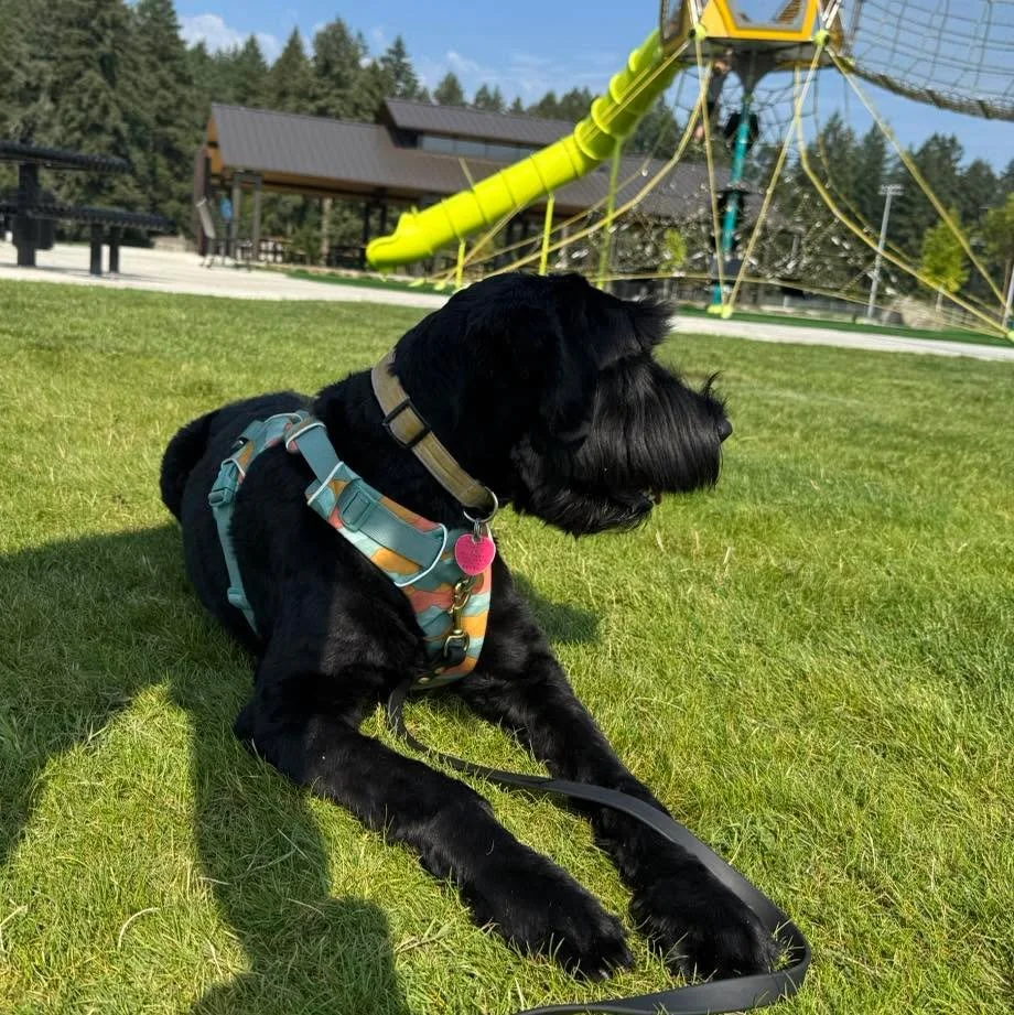 Sasha has spent the summer working on foundational skills like recall, loose leash walking, and stay. We&rsquo;ve also spent time doing continued socialization around kids and other dogs. While Sasha is very friendly, her over excitable nature made g