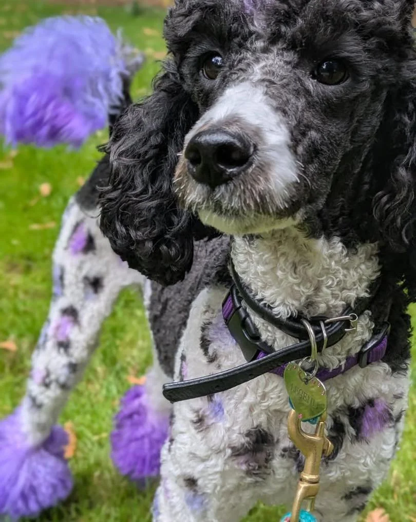 Happy third birthday to Legend! Legend joined our community after a particularly awful experience with a punitive trainer. When his person called to cancel the rest of her lessons with him, she accidentally called us and the rest is history! His pers