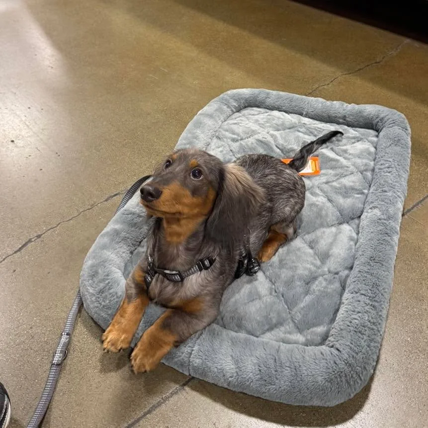 Meet Franklin! He is a dachshund puppy who has been participating in puppy day training with Kay! He is smart, fast, and very eager for both food and toys, making him a dream to work with. We&rsquo;ve been introducing him to new sights and sounds, ma