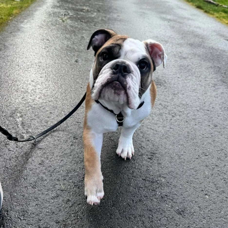 This is Biscuit! He is a seven month old English Bulldog that worked with Kay on puppy socialization and foundational training skills this winter. Not sure why it&rsquo;s taken so long to post this rockstar, but I am so proud of this little (big) guy