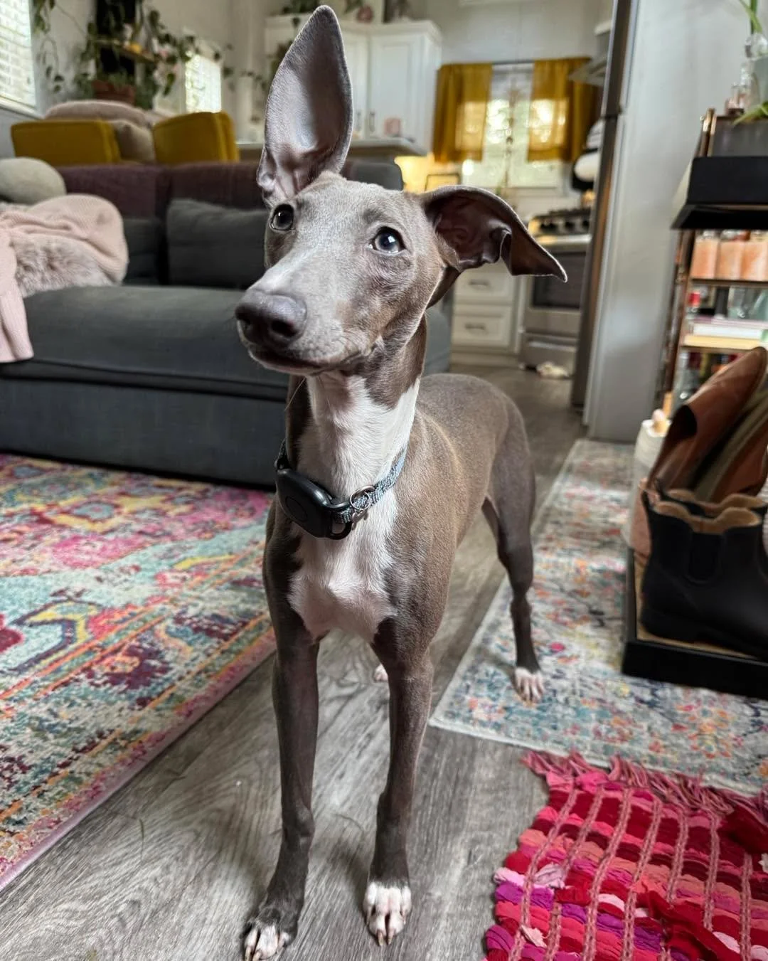 Fergie! This Italian greyhound has been so fun to work with that I (Kay) have now added this breed to my want list! He is super fast, very smart, and willing to work and play at any time. He&rsquo;s also pretty happy to couch potato with you!  #dogtr