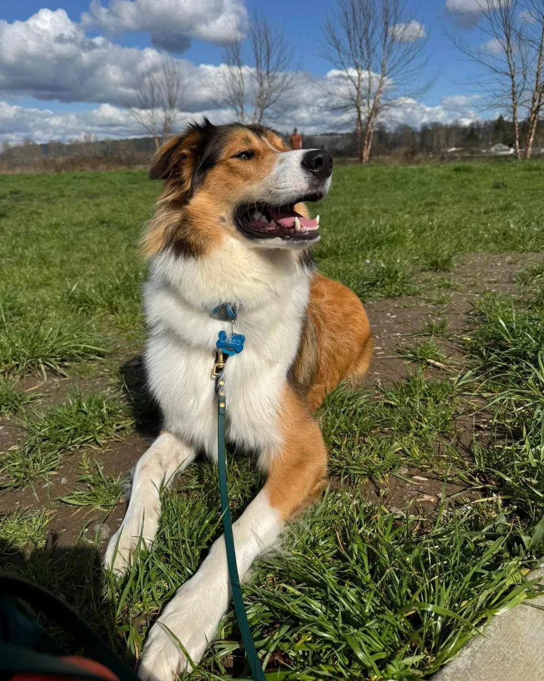 A Lasso appreciation post, my (Kay&rsquo;s) Old Time Scotch Collie. Lasso turned one year old on March 12th! He has turned into one of the best family dogs I&rsquo;ve ever seen, and is a dream to train. Over his first year we have really focused on f