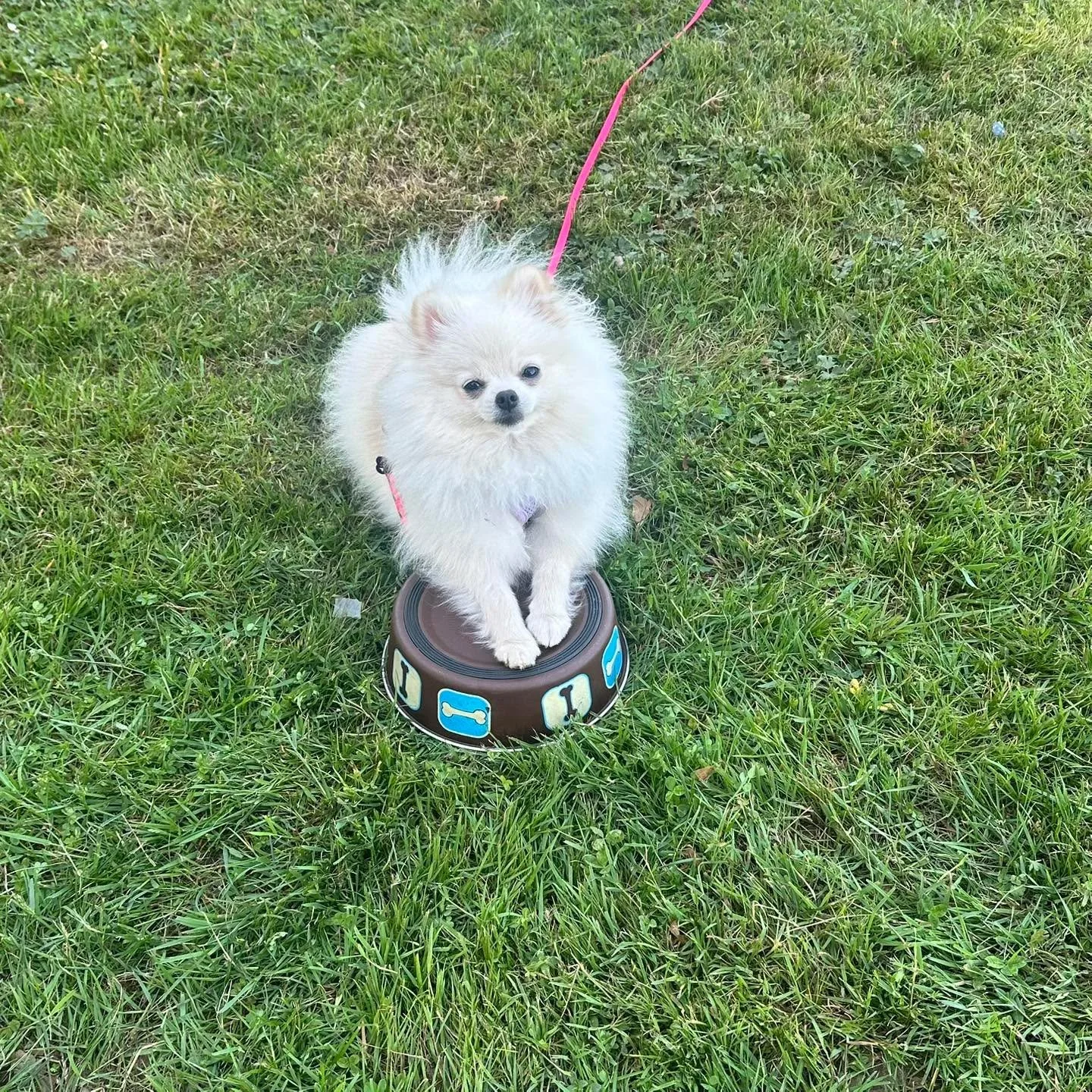 Carebear is a circus pup! She&rsquo;s learning about platforms, settling on a mat, and pivoting around a bowl. Why all these frivolous-sounding tricks? Here are just a few of the benefits:
-Settling on a mat means she can be a chill companion at the 