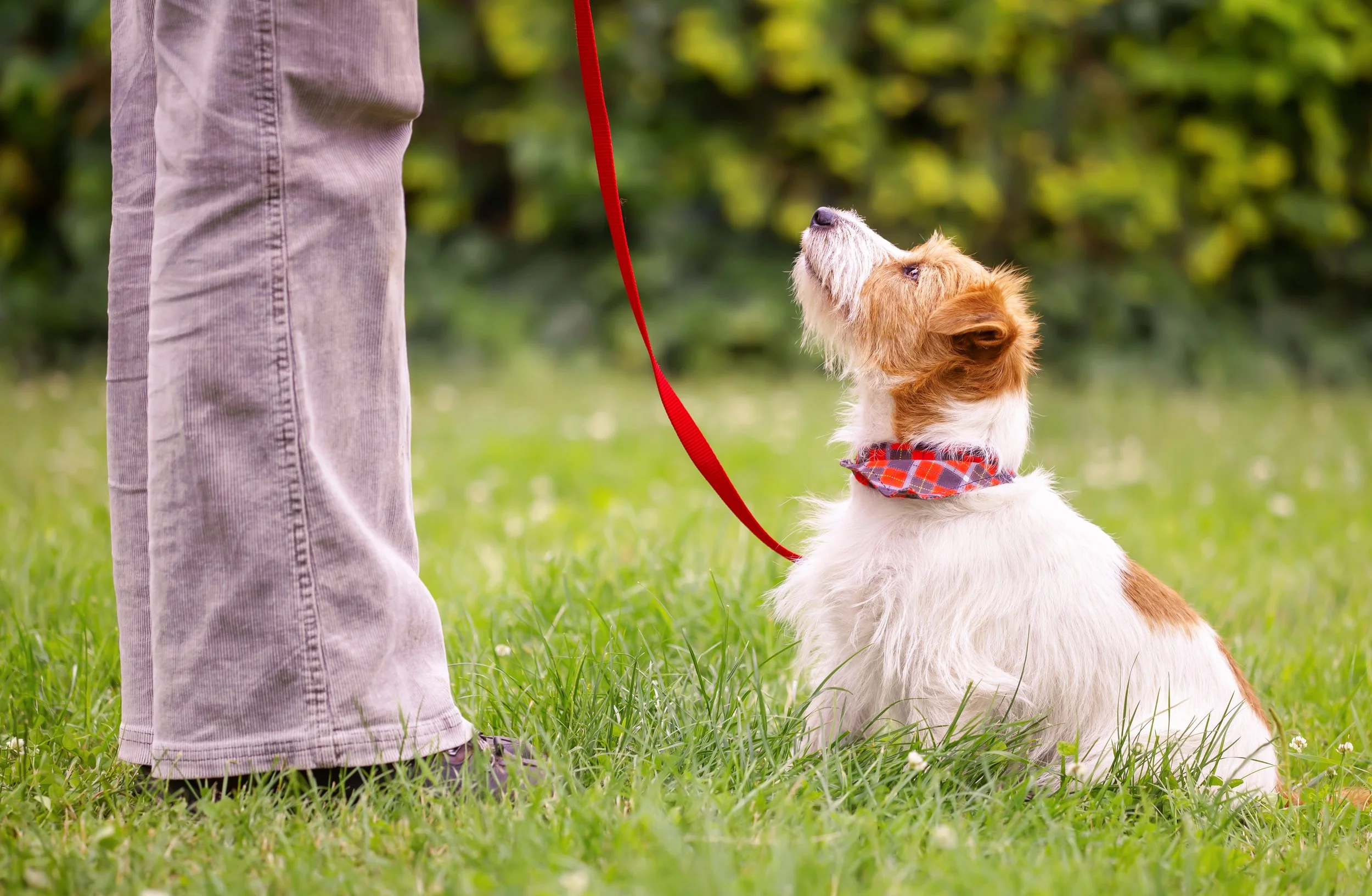 Owner works with dog during training lesson