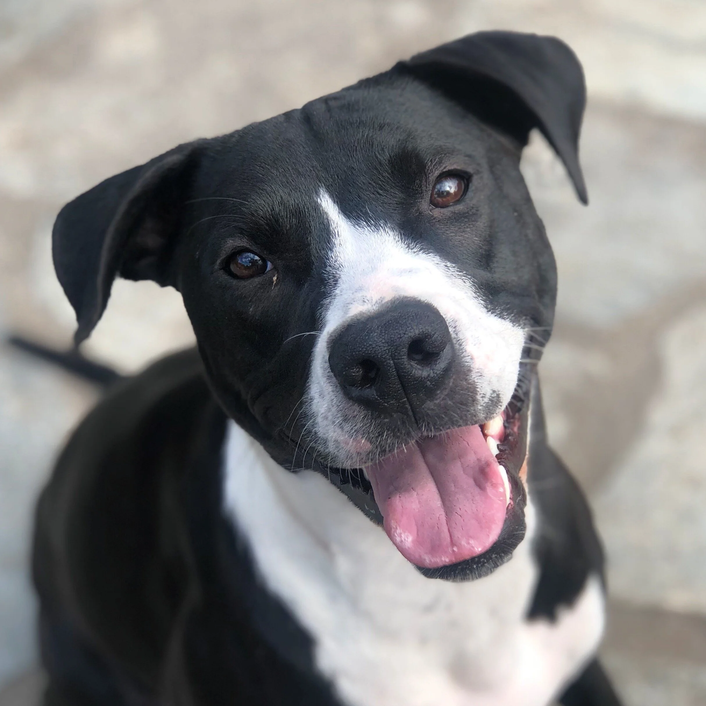 Dogs love training with Cascade Canine