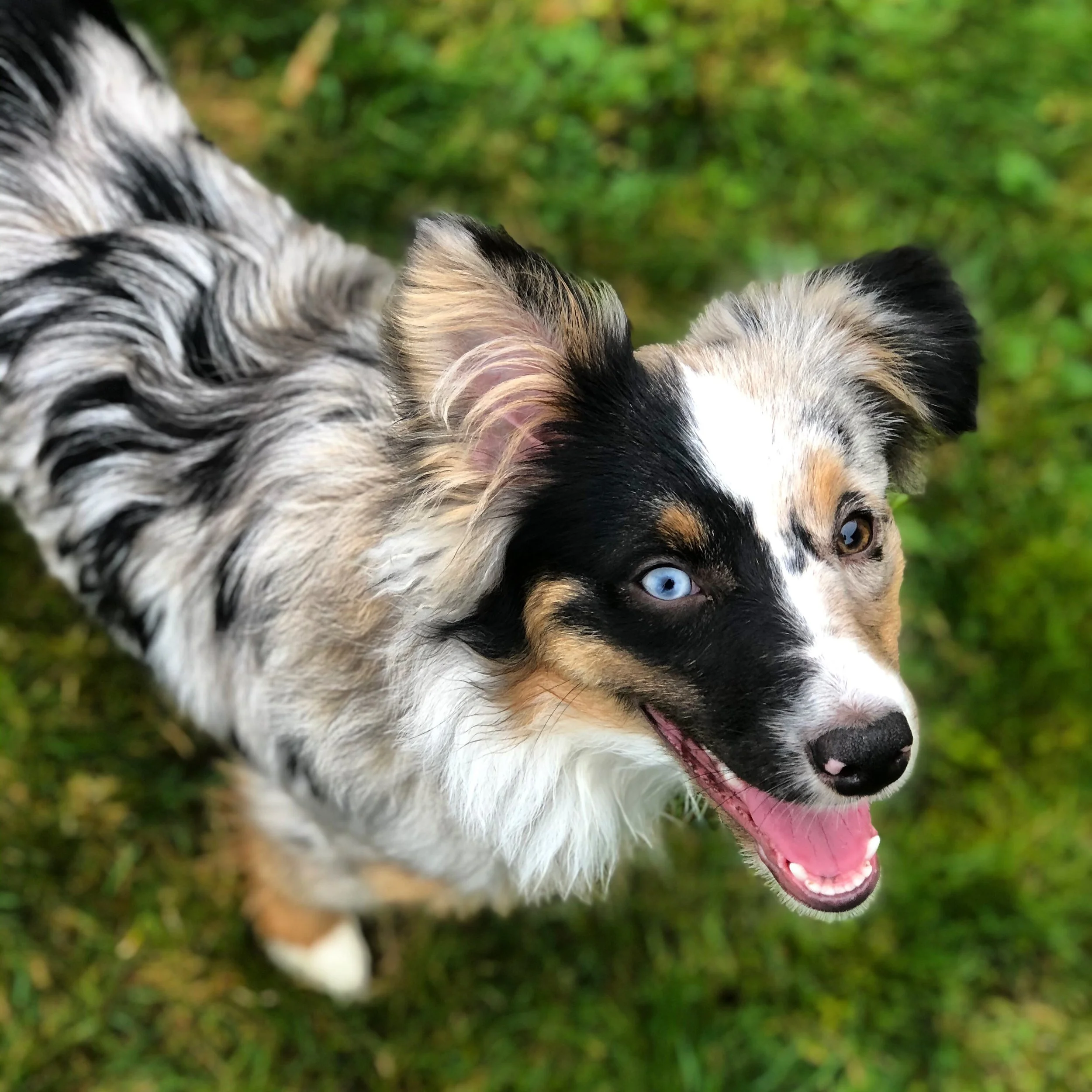 Dog waits for their owners cue