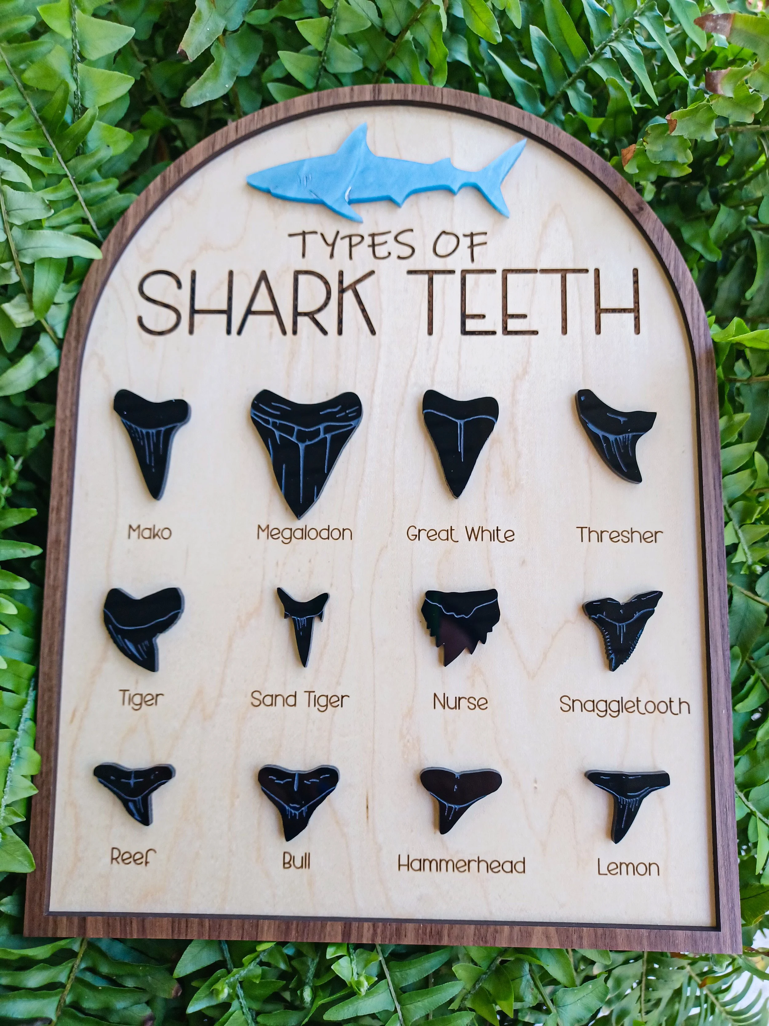 Shark Tooth Identification Sign