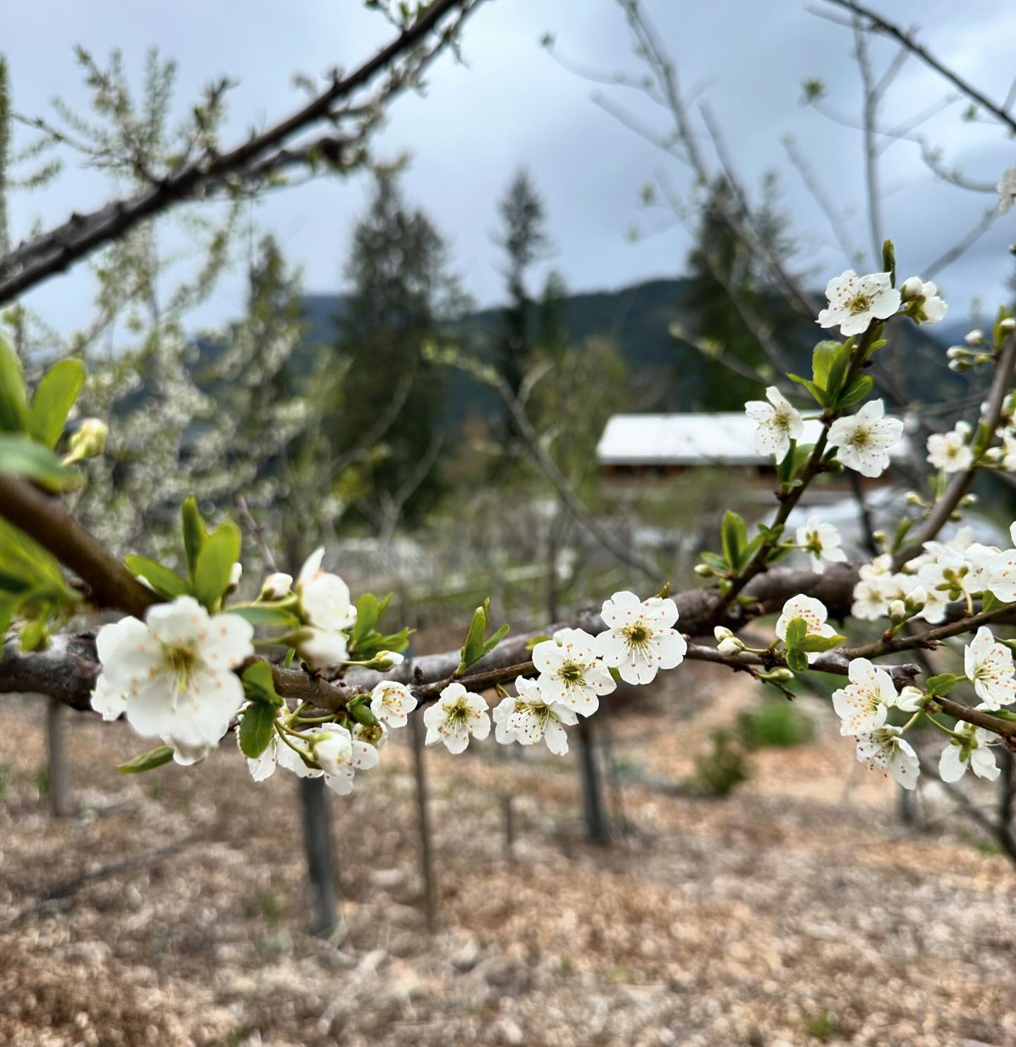 Plum blossoms are out, along with fresh snow on the mountains around us and a real chill in the air!