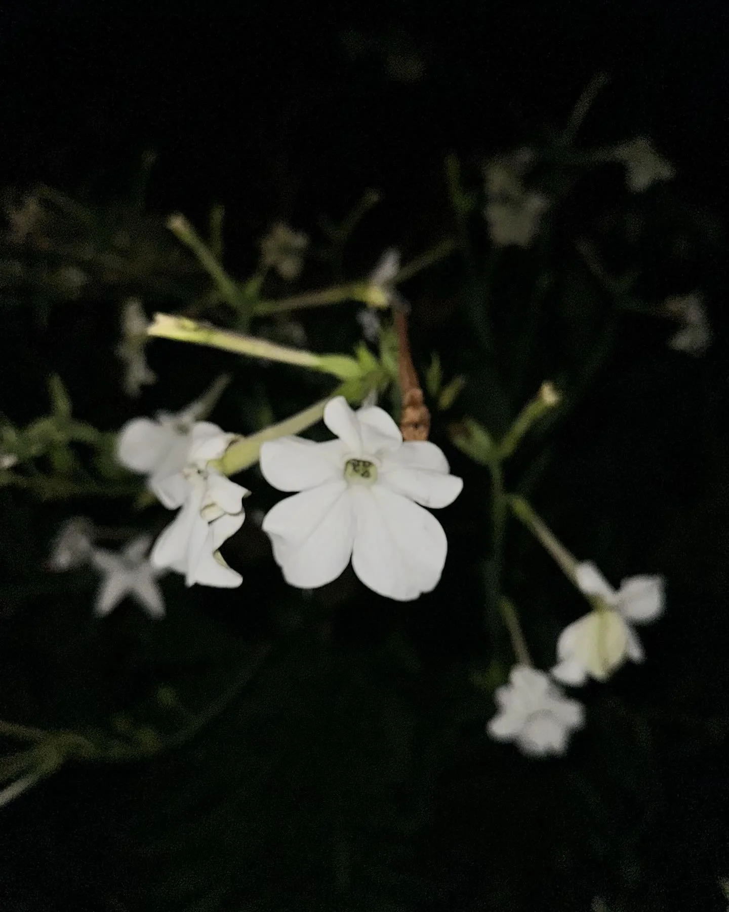 Looking for the beauty in the darkness. Literally and figuratively. Nature provides.