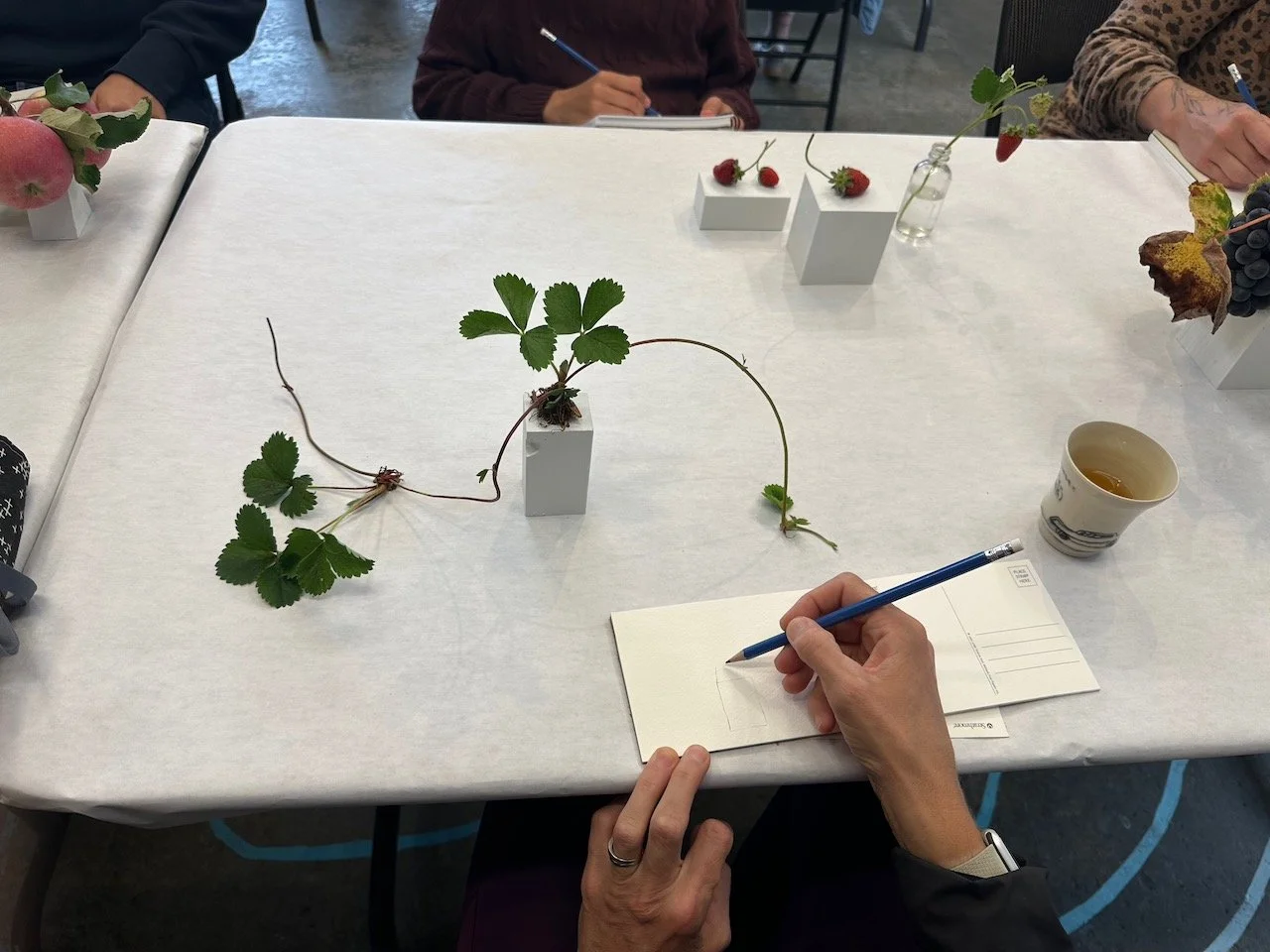 Drawing from Nature Fall 2025 2.jpeg