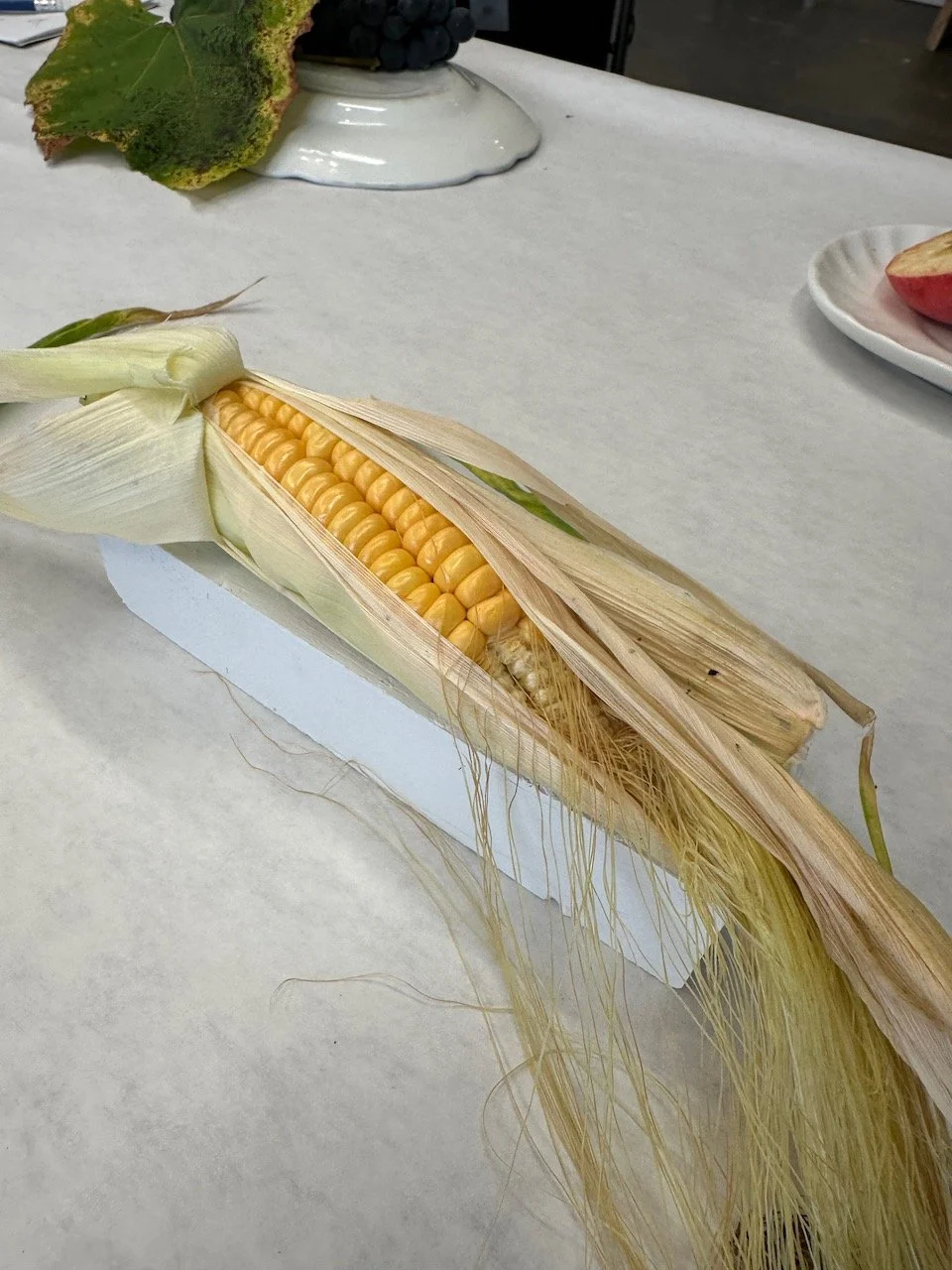 Drawing from Nature Fall 2025 5.jpeg